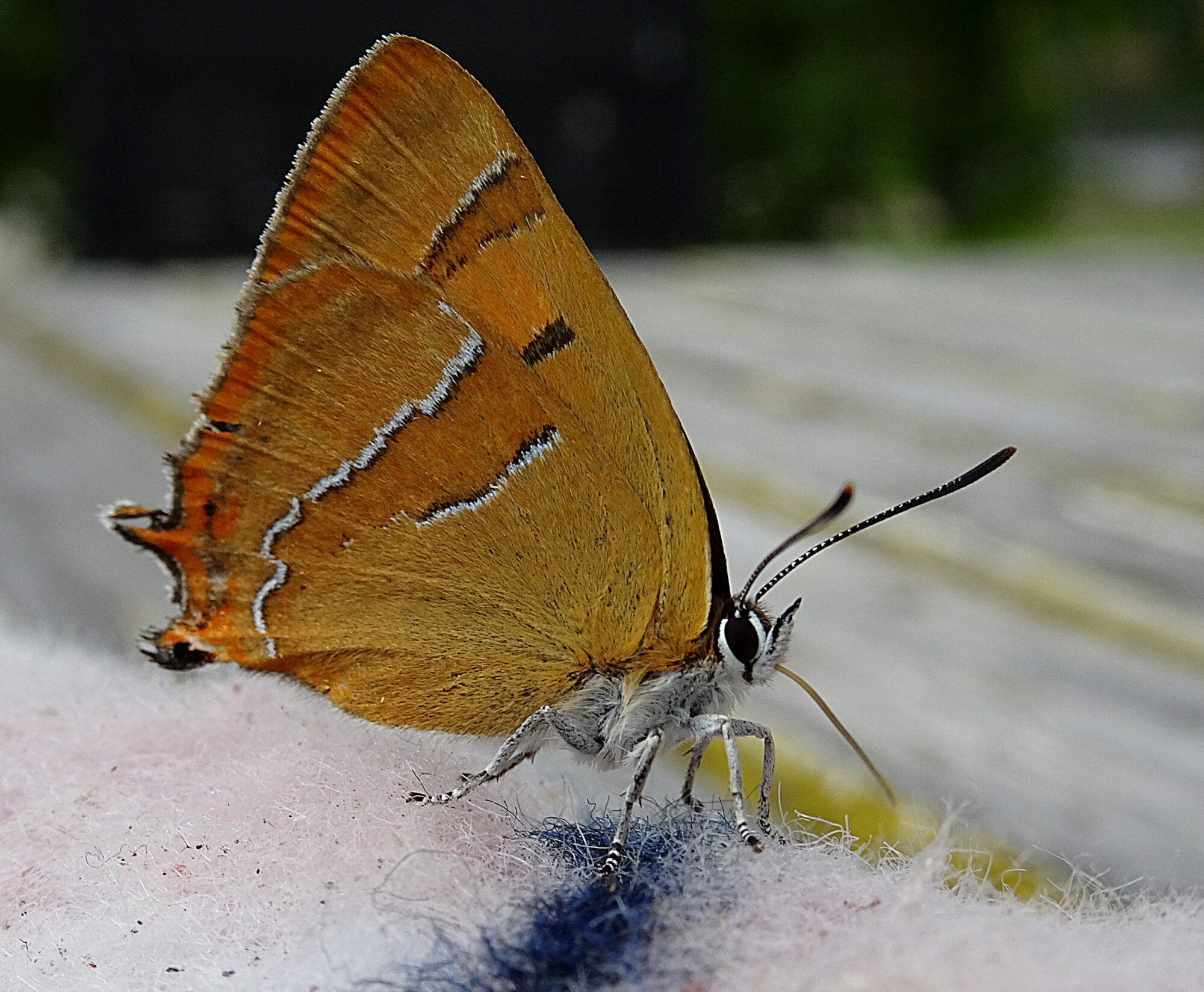 Valokuvaaja: Irja Lehtinen