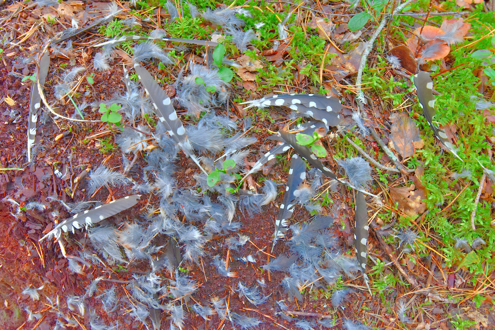 Valokuvaaja: Reijo Juurinen