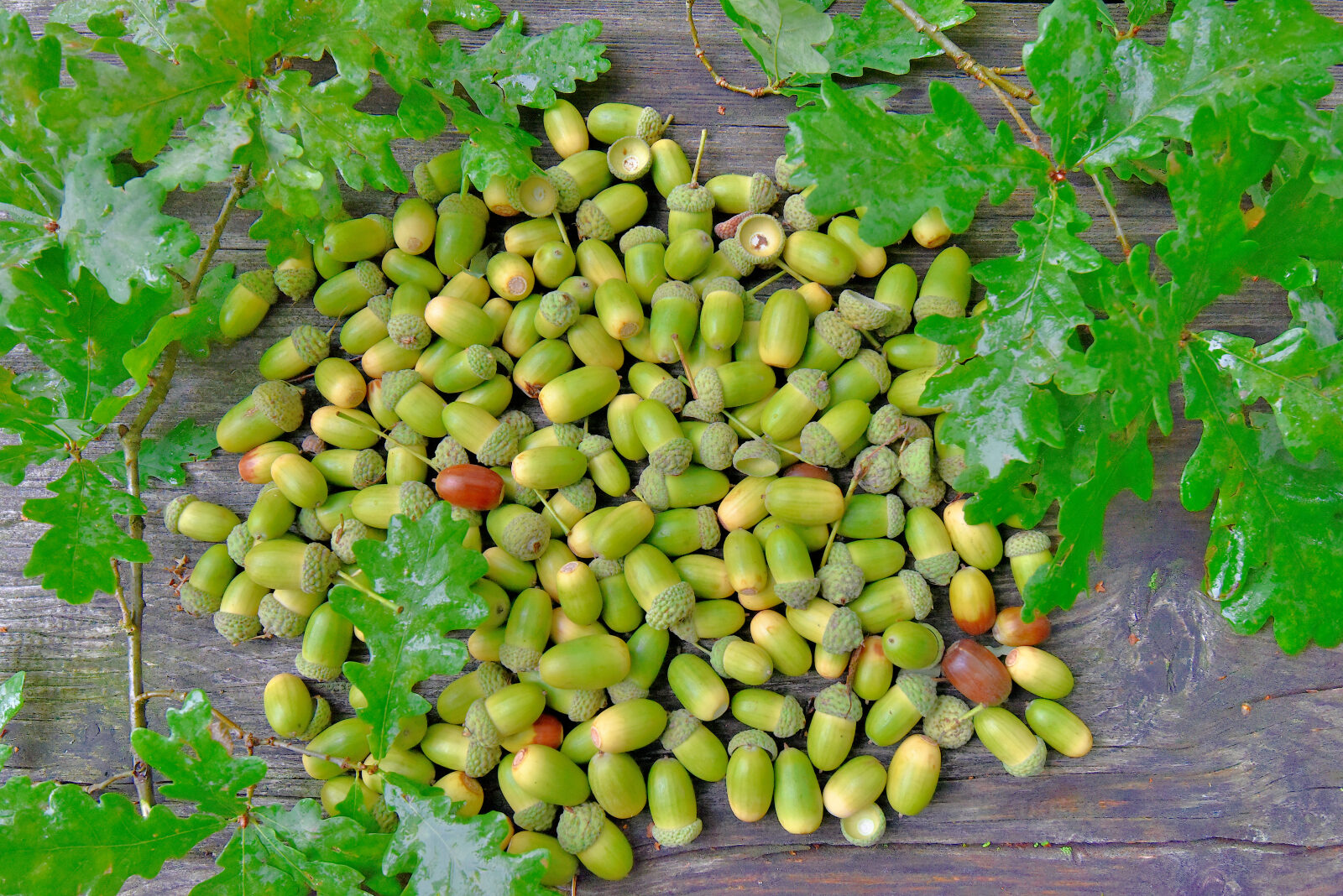 Valokuvaaja: Reijo Juurinen