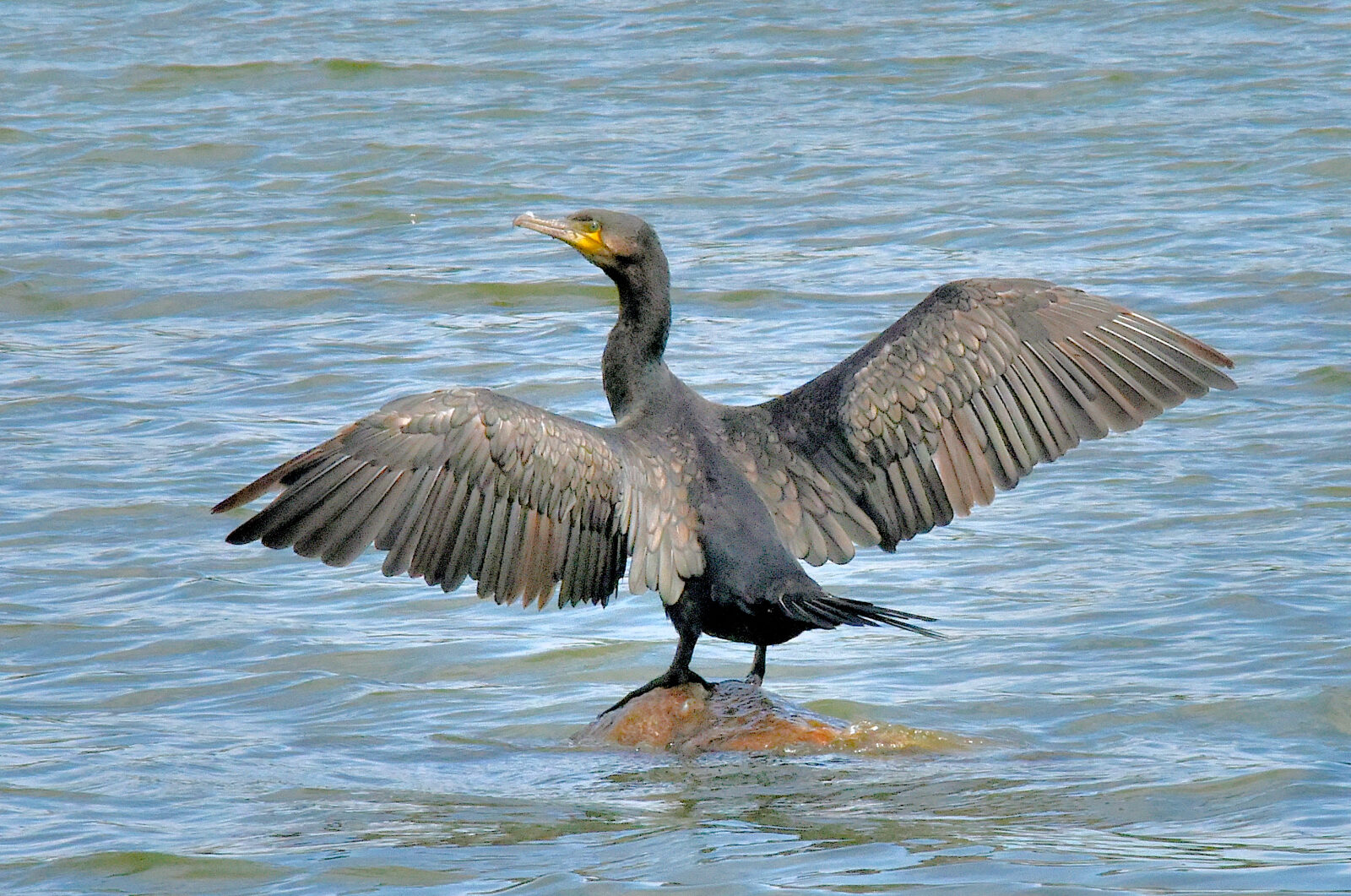 Valokuvaaja: Reijo Juurinen Valokuvaaja: Reijo Juurinen