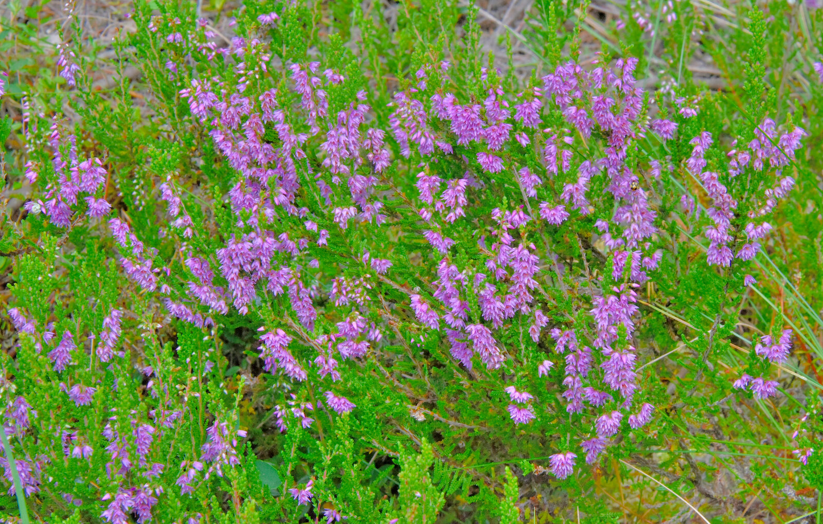 Valokuvaaja: Reijo Juurinen