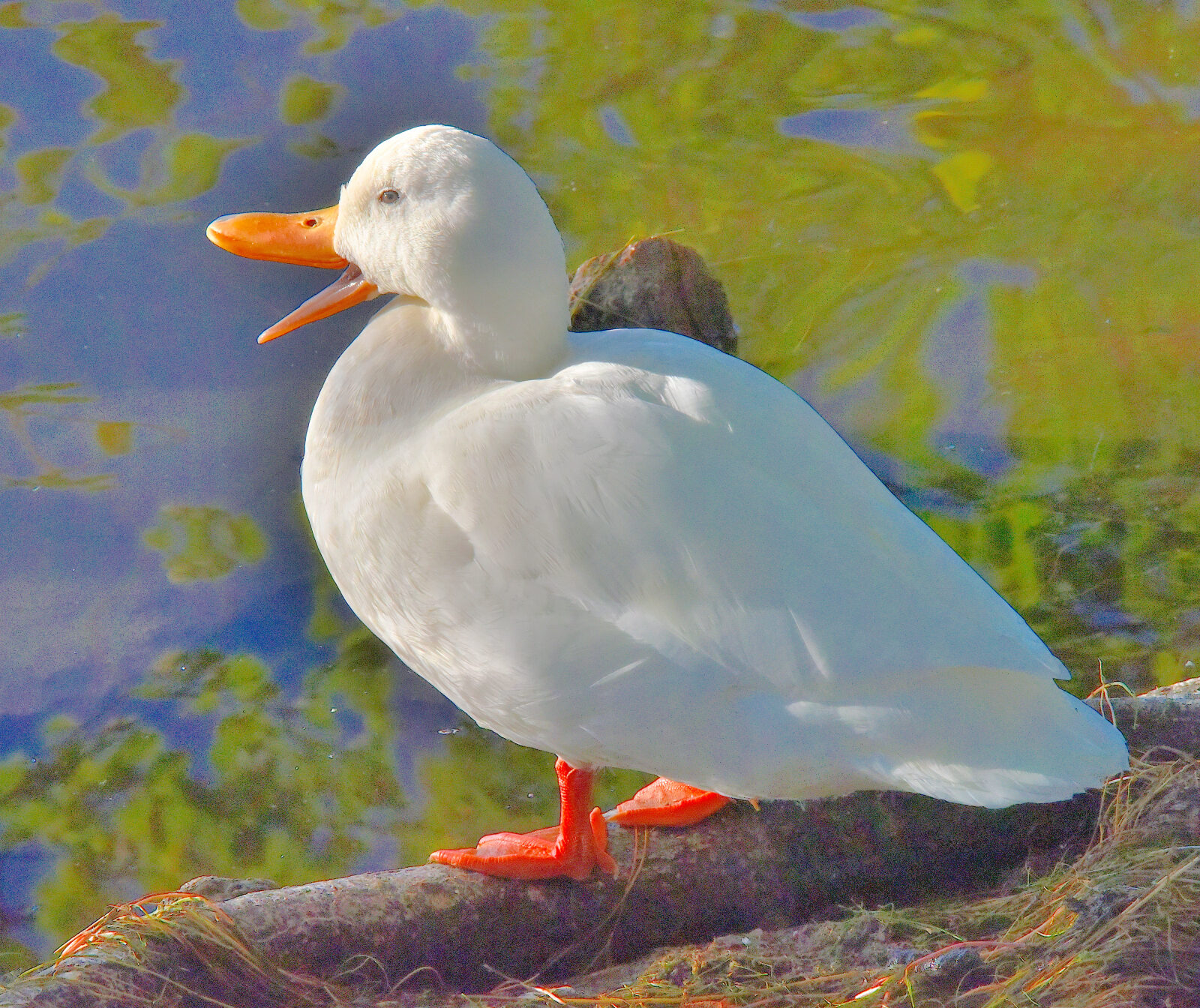 Valokuvaaja: Reijo Juurinen Valokuvaaja: Reijo Juurinen