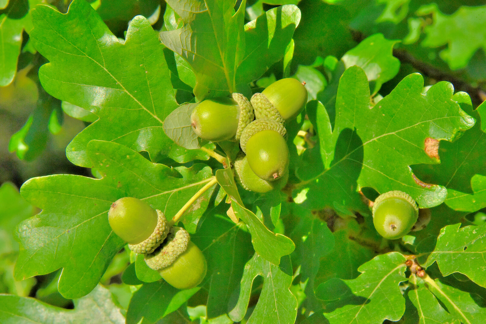 Valokuvaaja: Reijo Juurinen Valokuvaaja: Reijo Juurinen