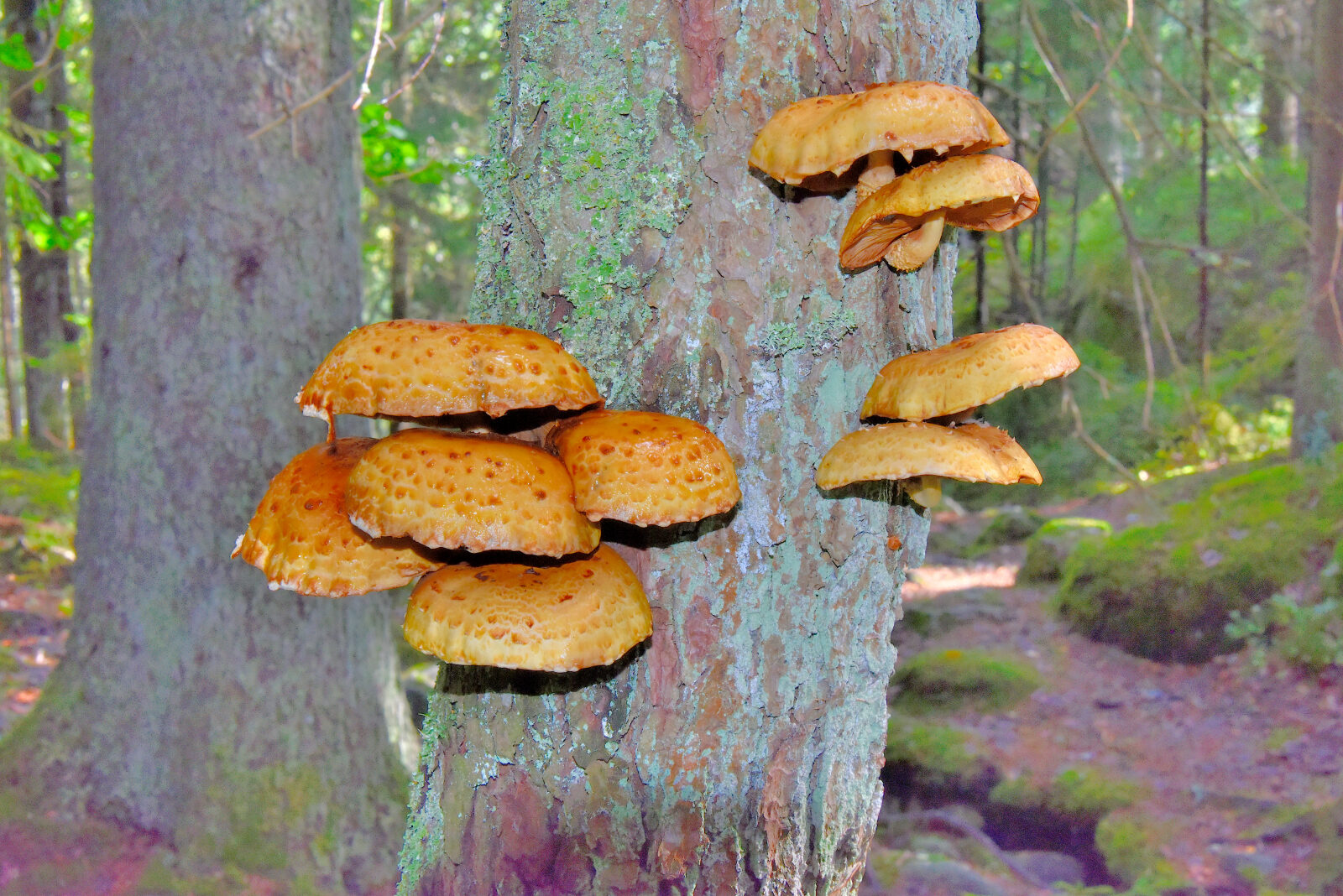 Valokuvaaja: Reijo Juurinen Valokuvaaja: Reijo Juurinen