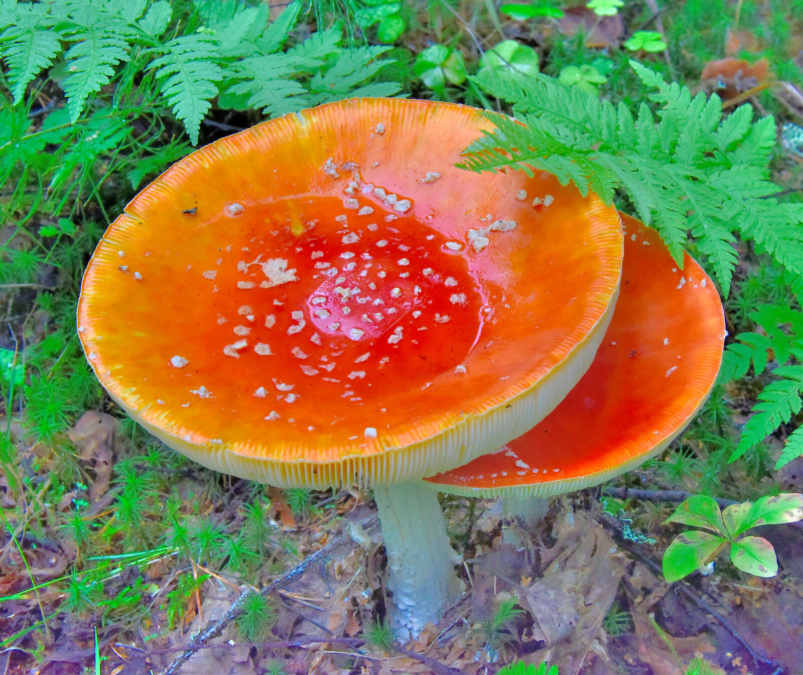 Valokuvaaja: Reijo Juurinen Valokuvaaja: Reijo Juurinen