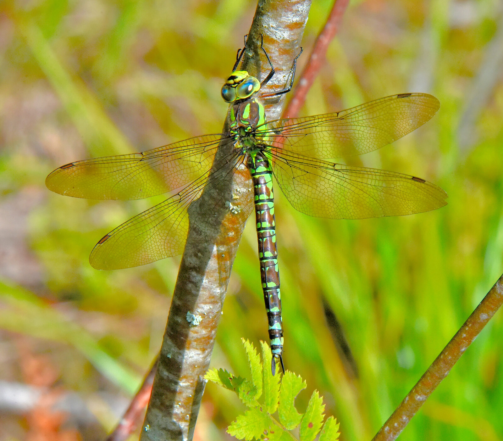 Valokuvaaja: Reijo Juurinen