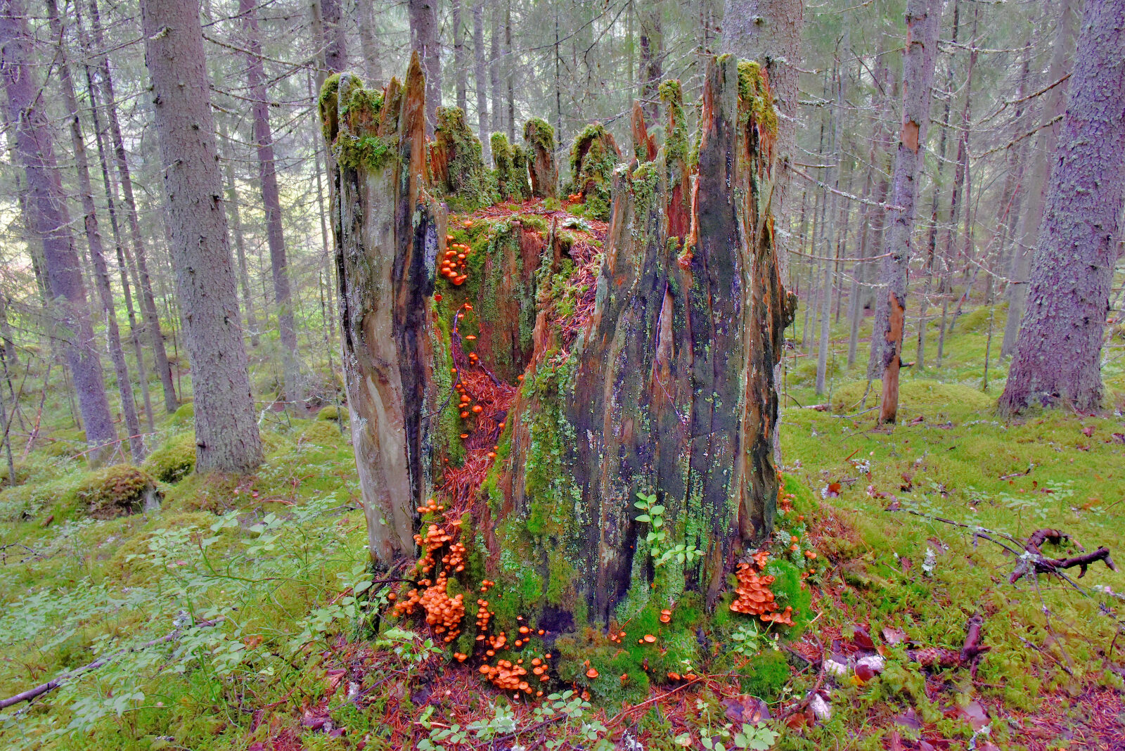 Valokuvaaja: Reijo Juurinen