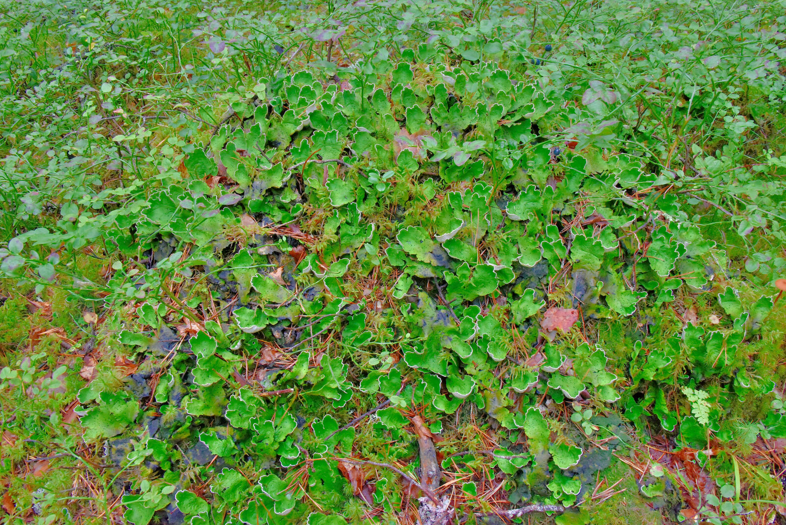 Valokuvaaja: Reijo Juurinen