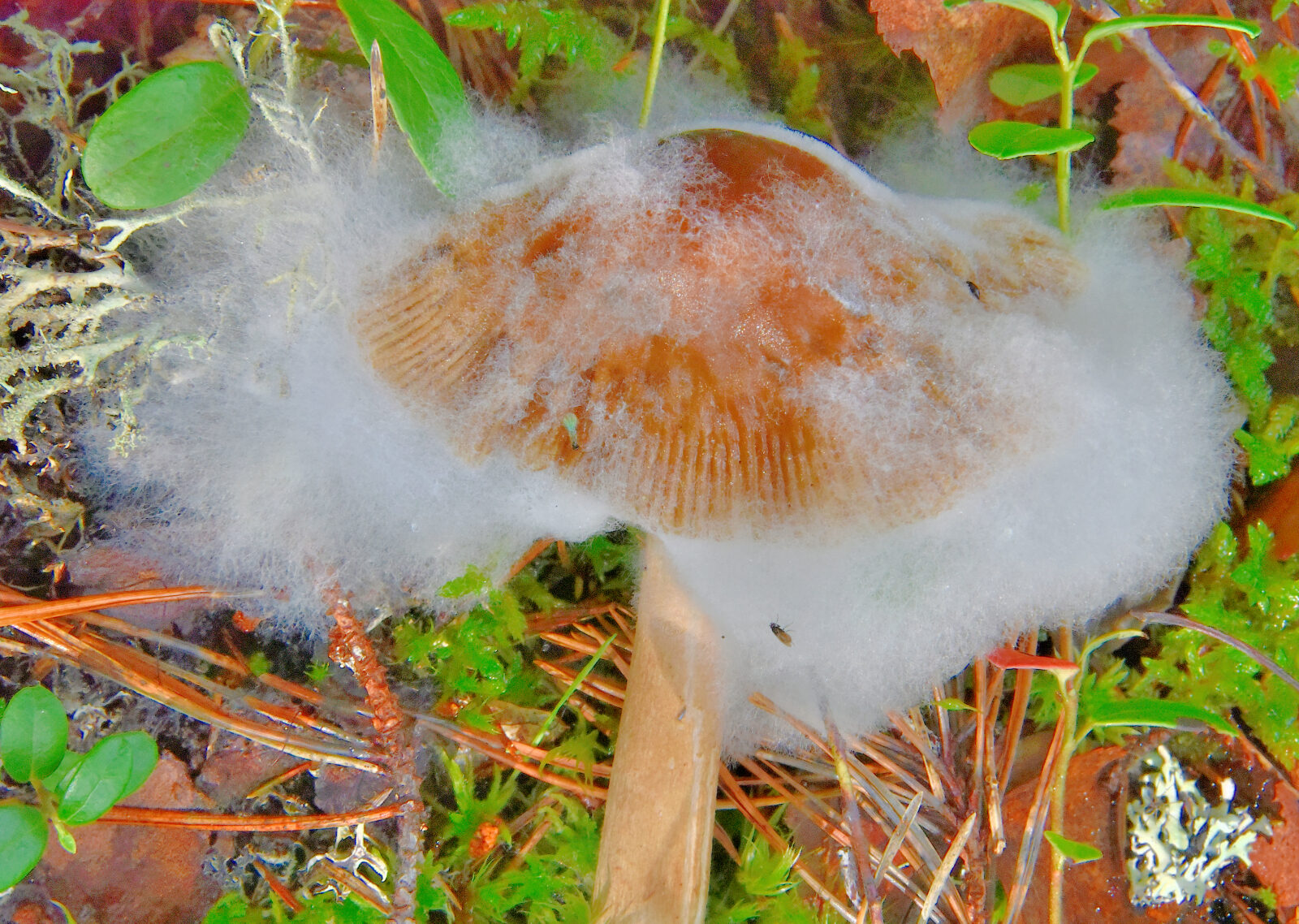 Valokuvaaja: Reijo Juurinen