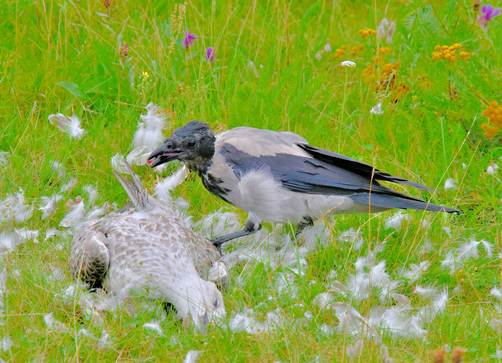 Valokuvaaja: Reijo Juurinen