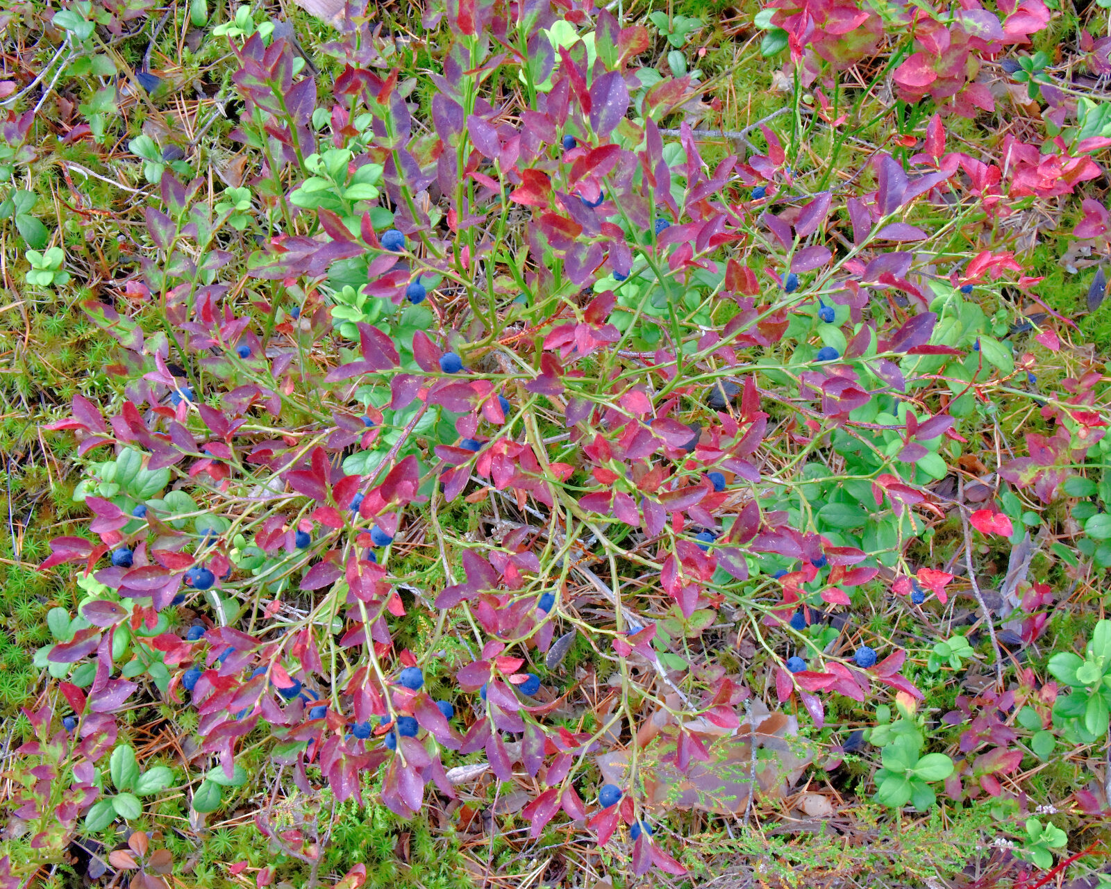 Valokuvaaja: Reijo Juurinen