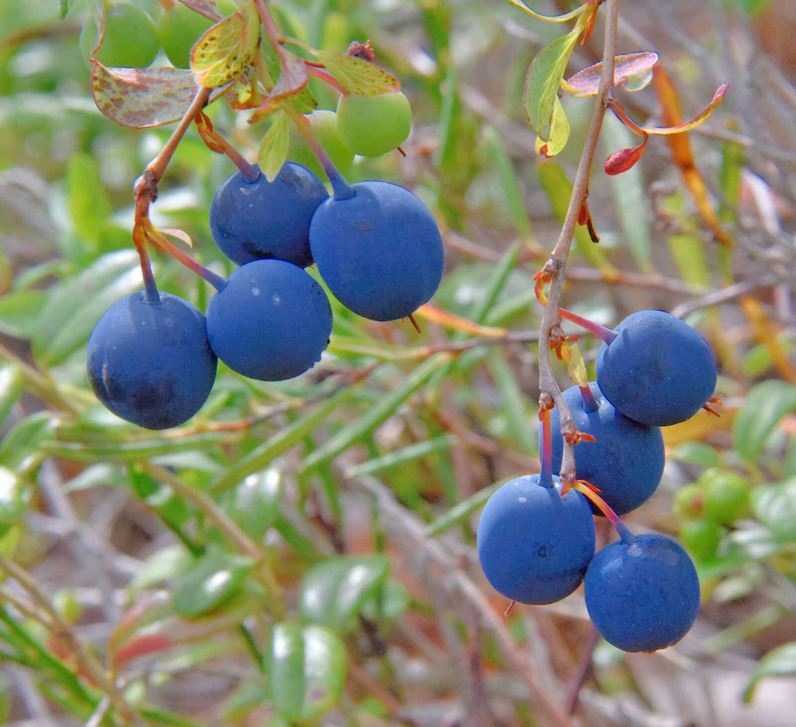 Valokuvaaja: Reijo Juurinen Valokuvaaja: Reijo Juurinen