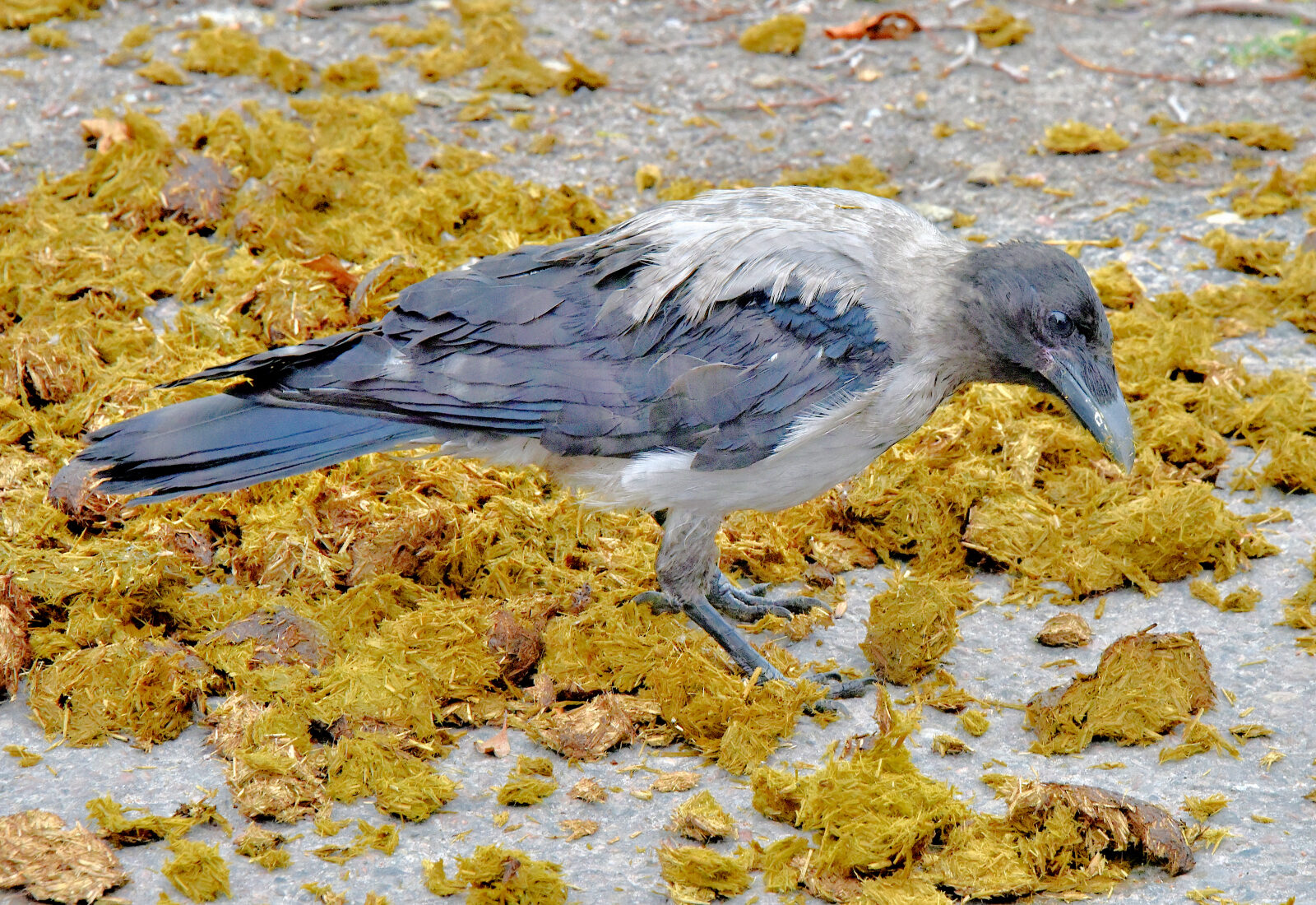 Valokuvaaja: Reijo Juurinen Valokuvaaja: Reijo Juurinen