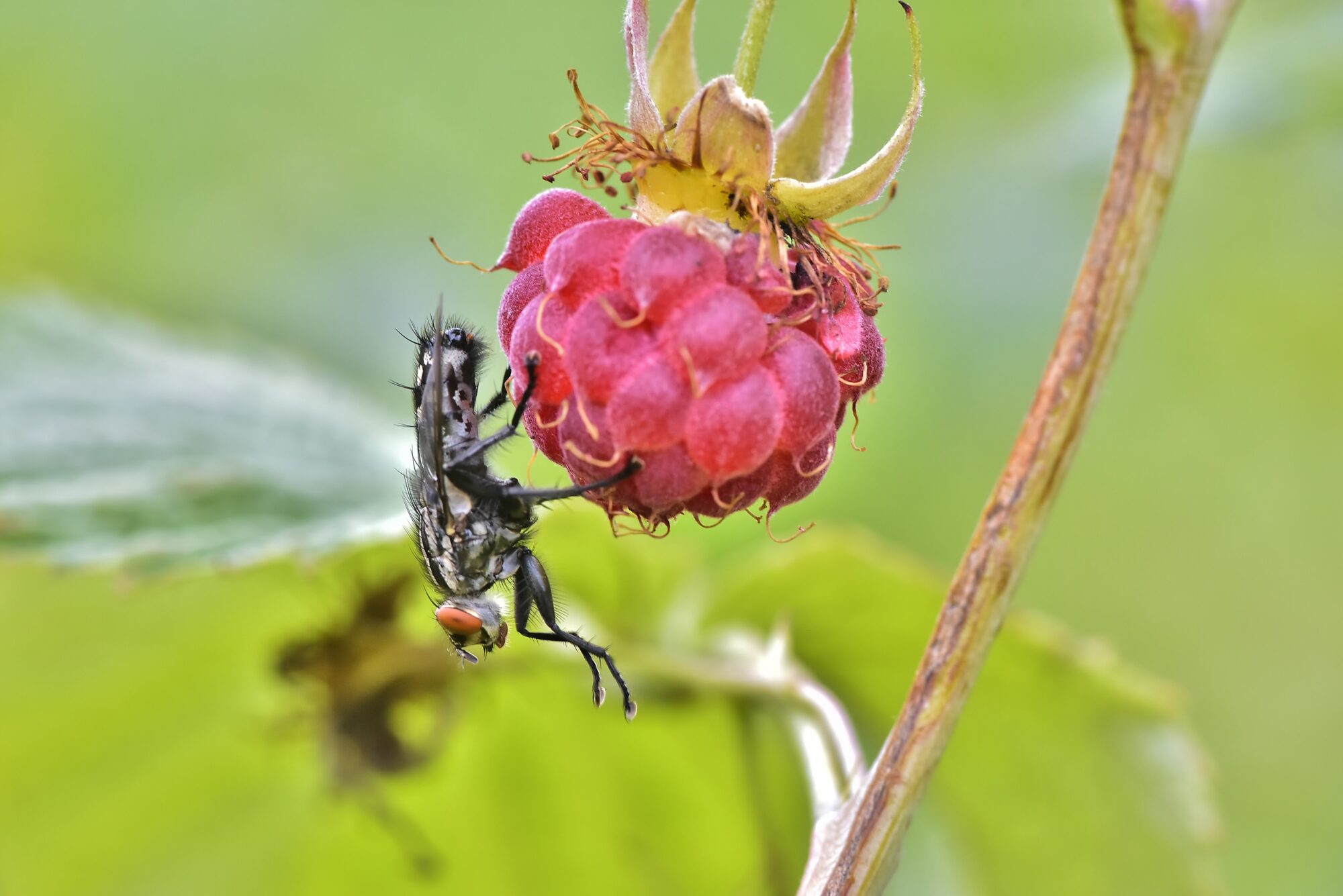 Valokuvaaja: Markku Pelkonen