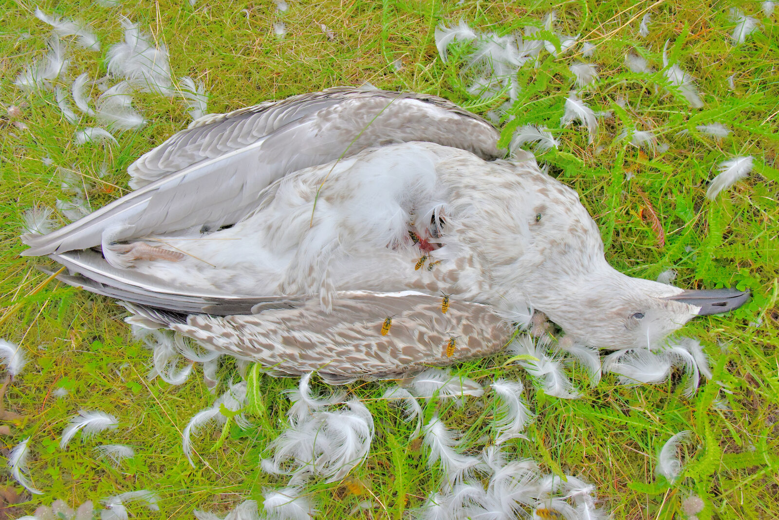Valokuvaaja: Reijo Juurinen