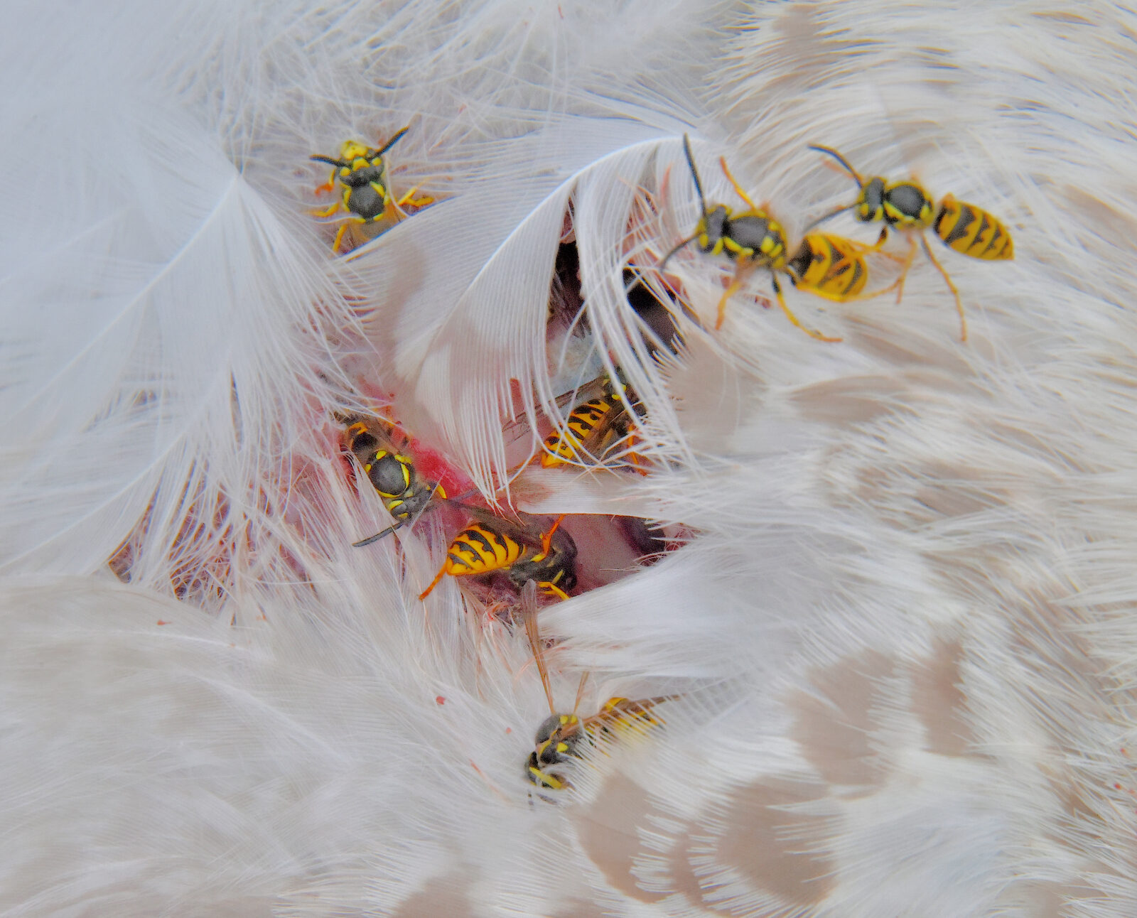 Valokuvaaja: Reijo Juurinen