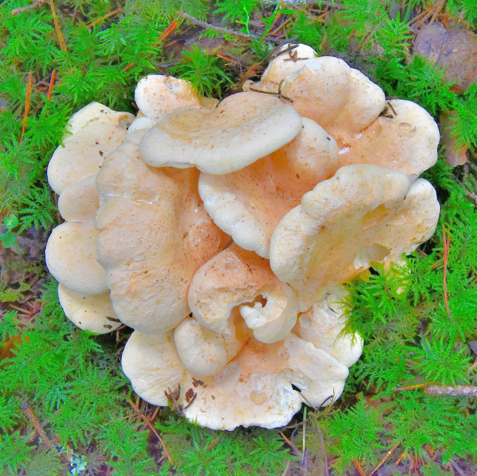 Valokuvaaja: Reijo Juurinen