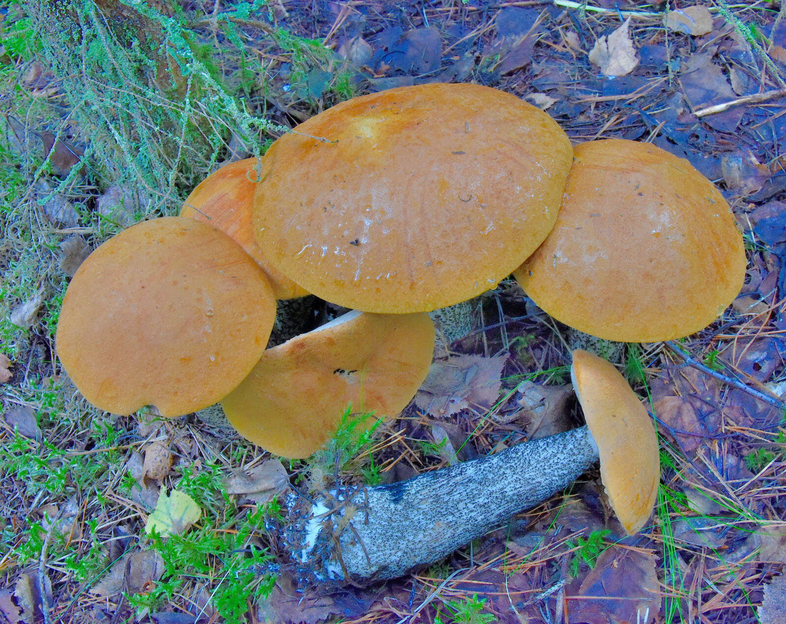 Valokuvaaja: Reijo Juurinen