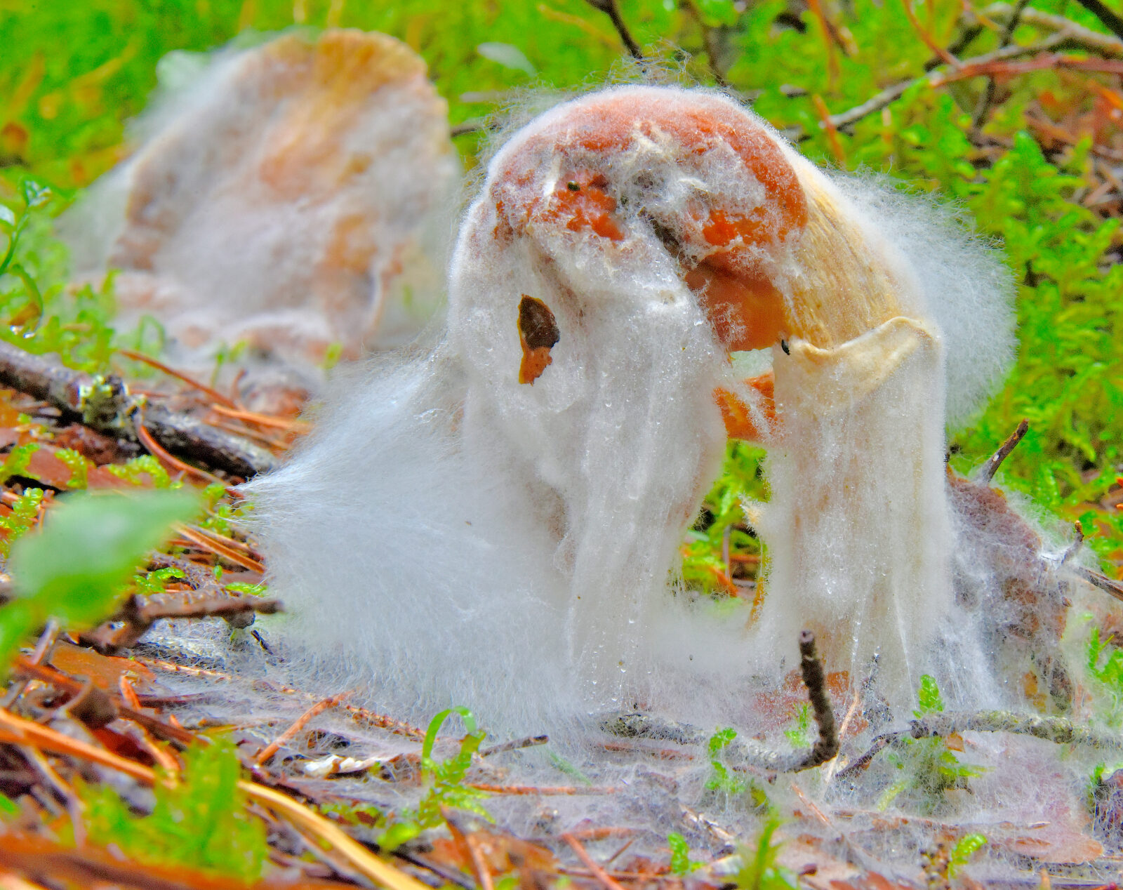 Valokuvaaja: Reijo Juurinen