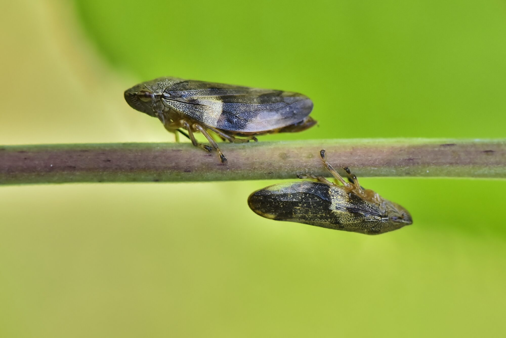 Valokuvaaja: Markku Pelkonen Valokuvaaja: Markku Pelkonen