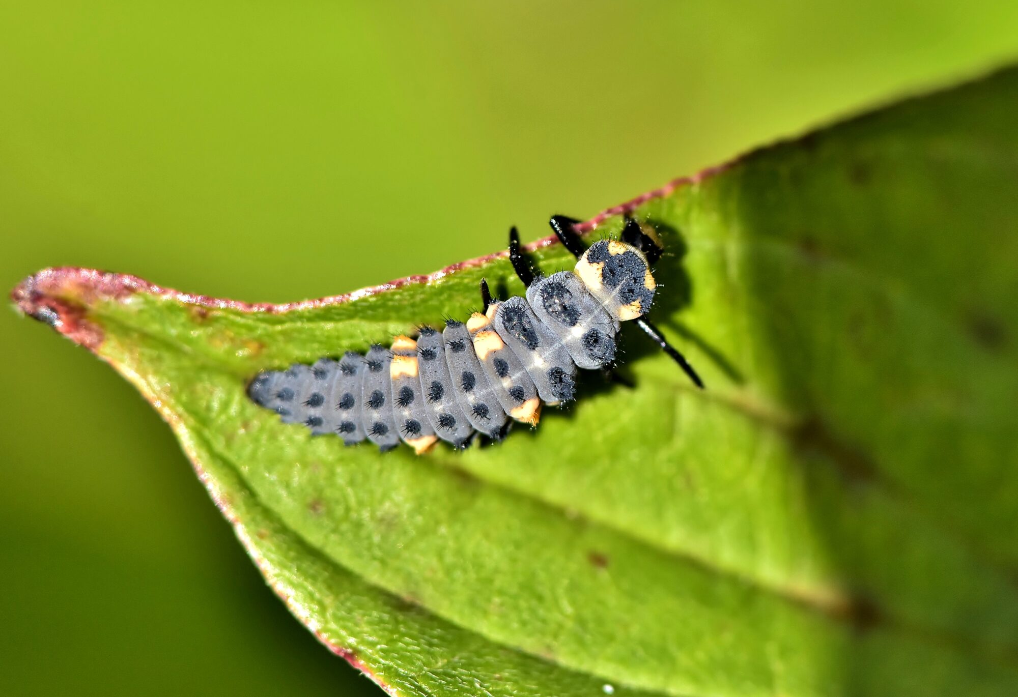 Valokuvaaja: Markku Pelkonen Valokuvaaja: Markku Pelkonen