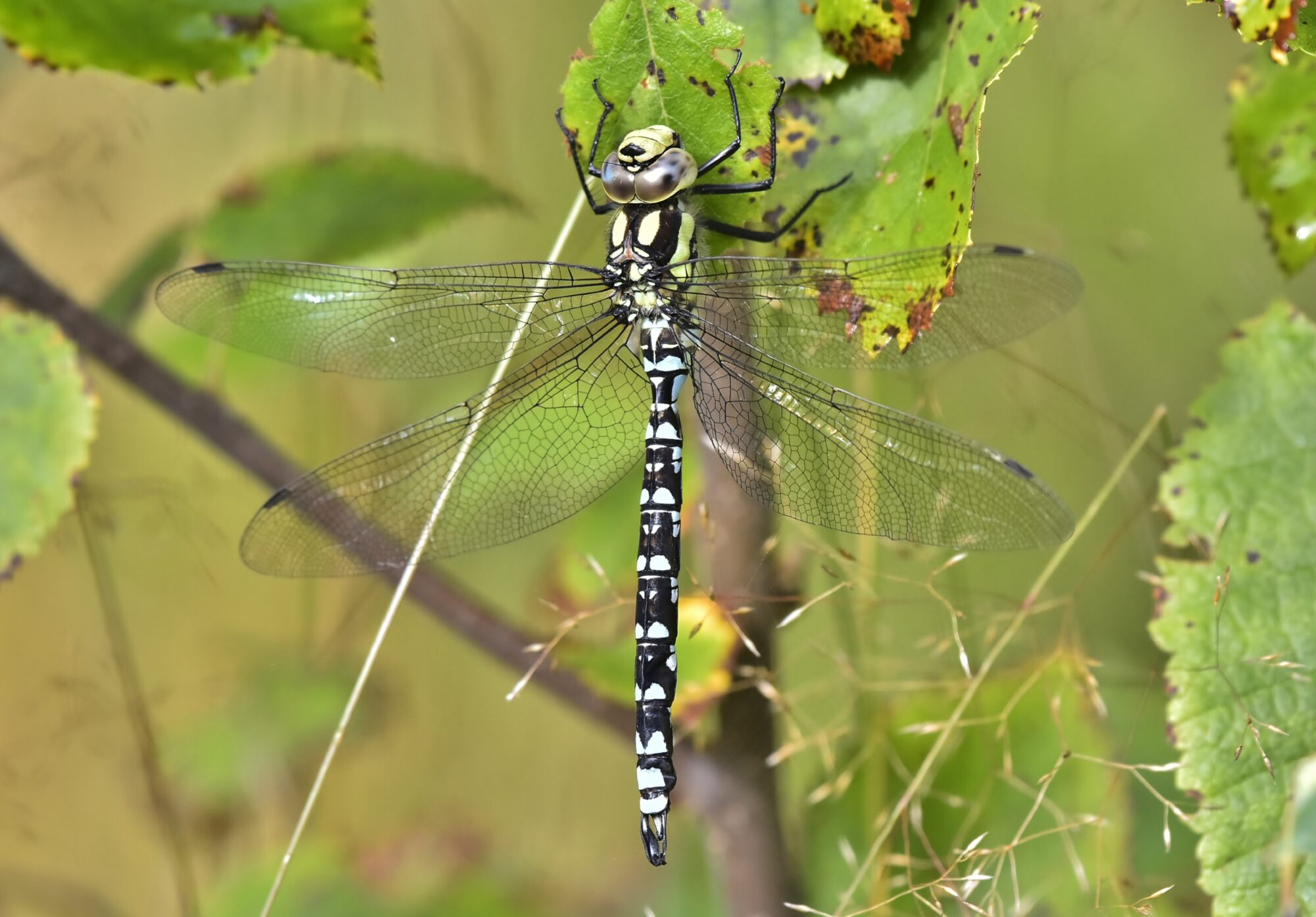 Valokuvaaja: Markku Pelkonen