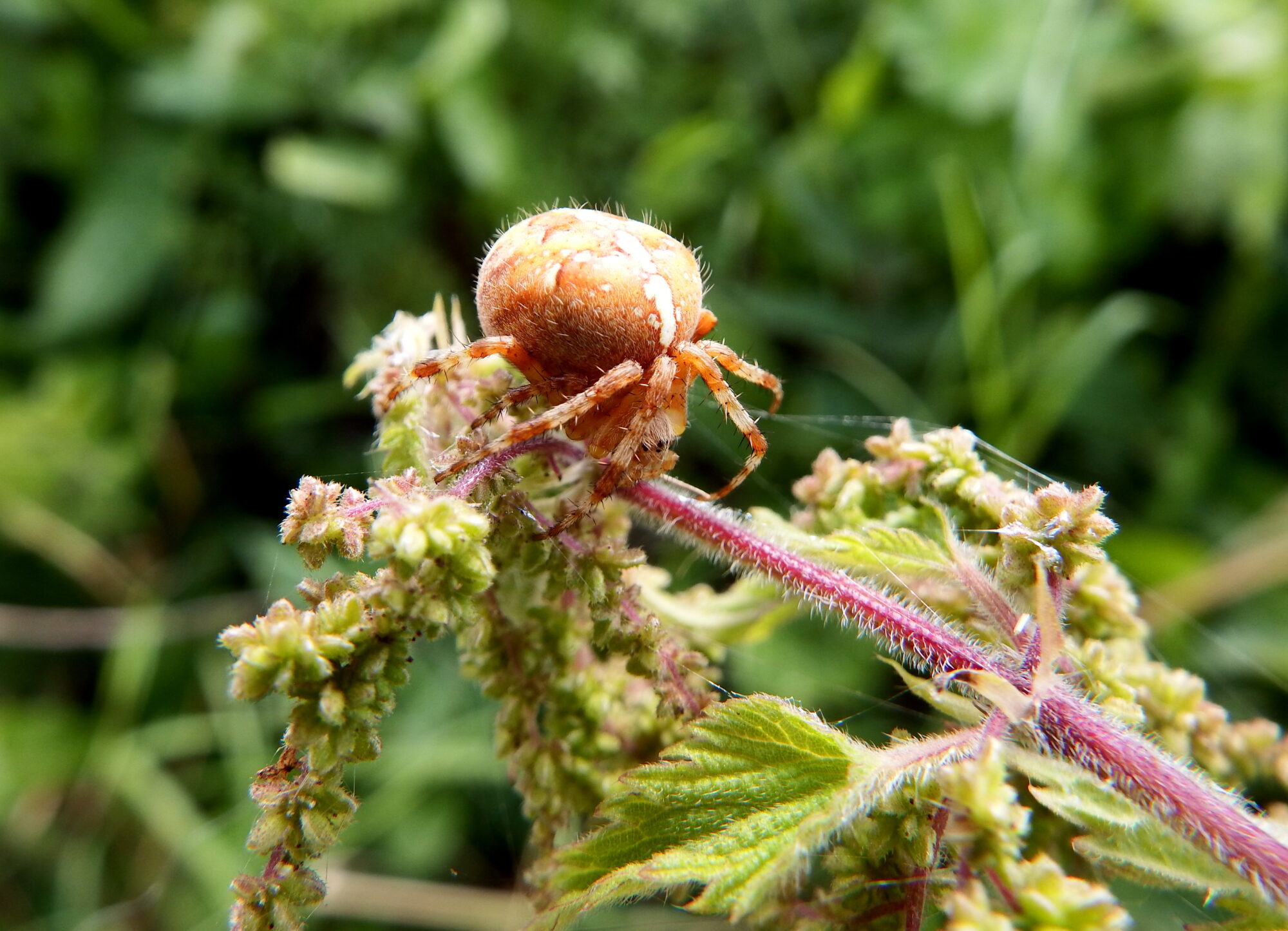 Valokuvaaja: Toni Asikainen