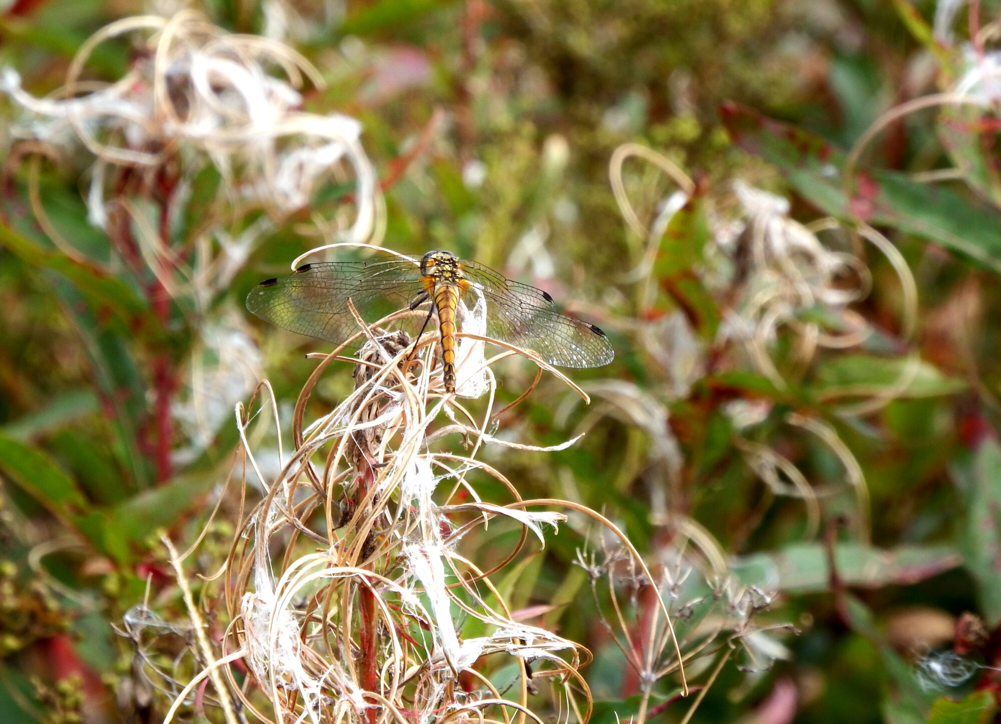 Valokuvaaja: Toni Asikainen