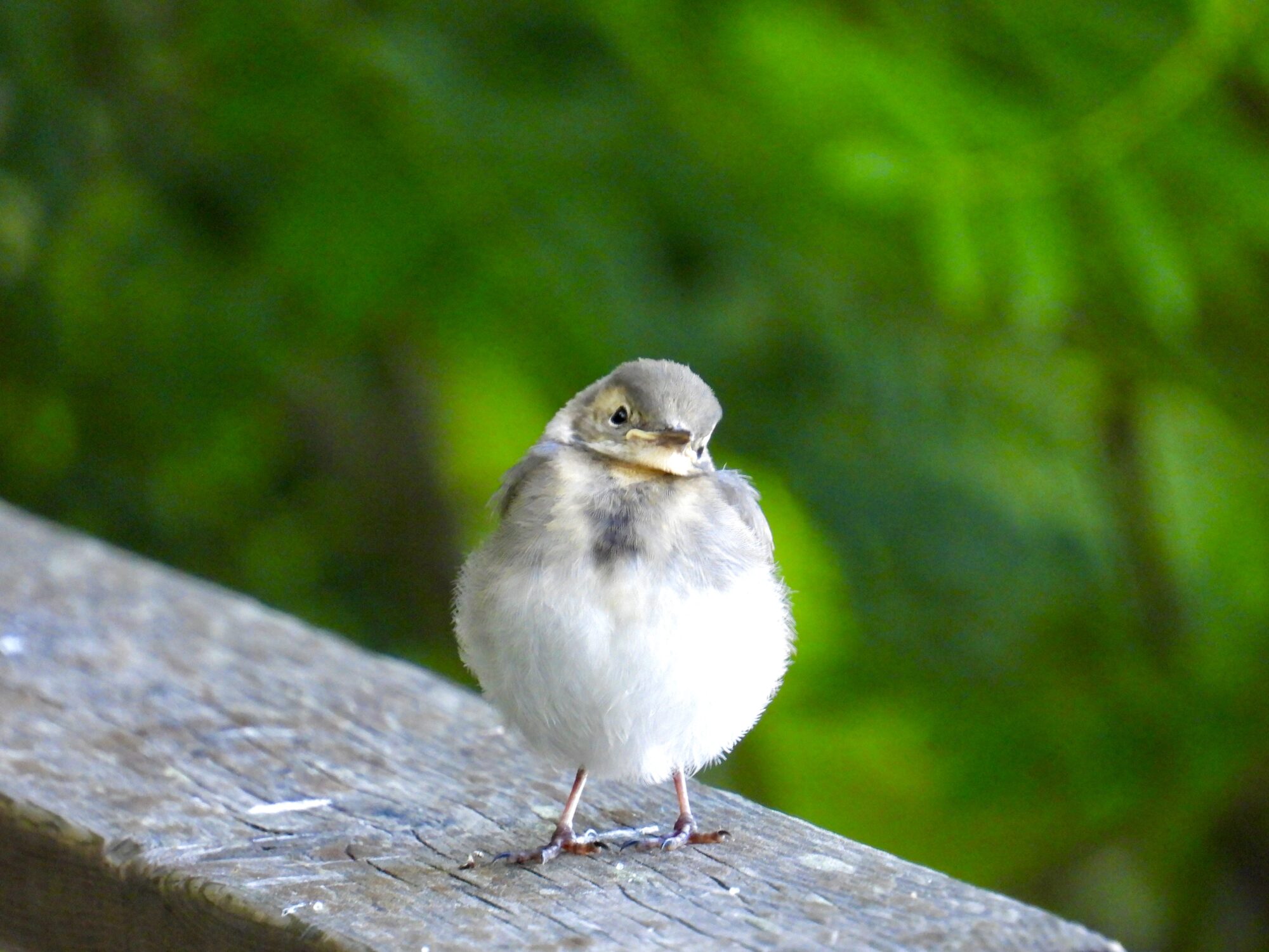 Valokuvaaja: Juhani Peltonen