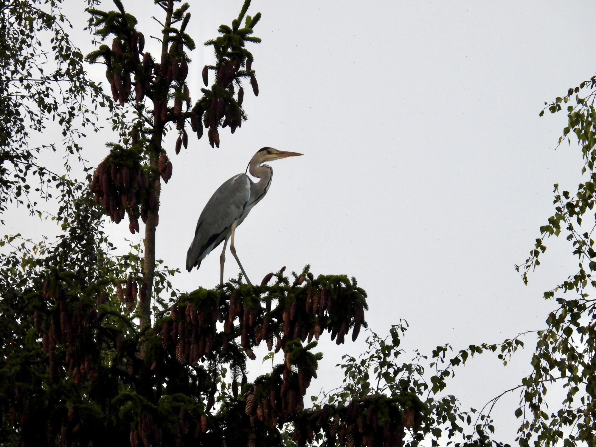 Valokuvaaja: Juhani Peltonen