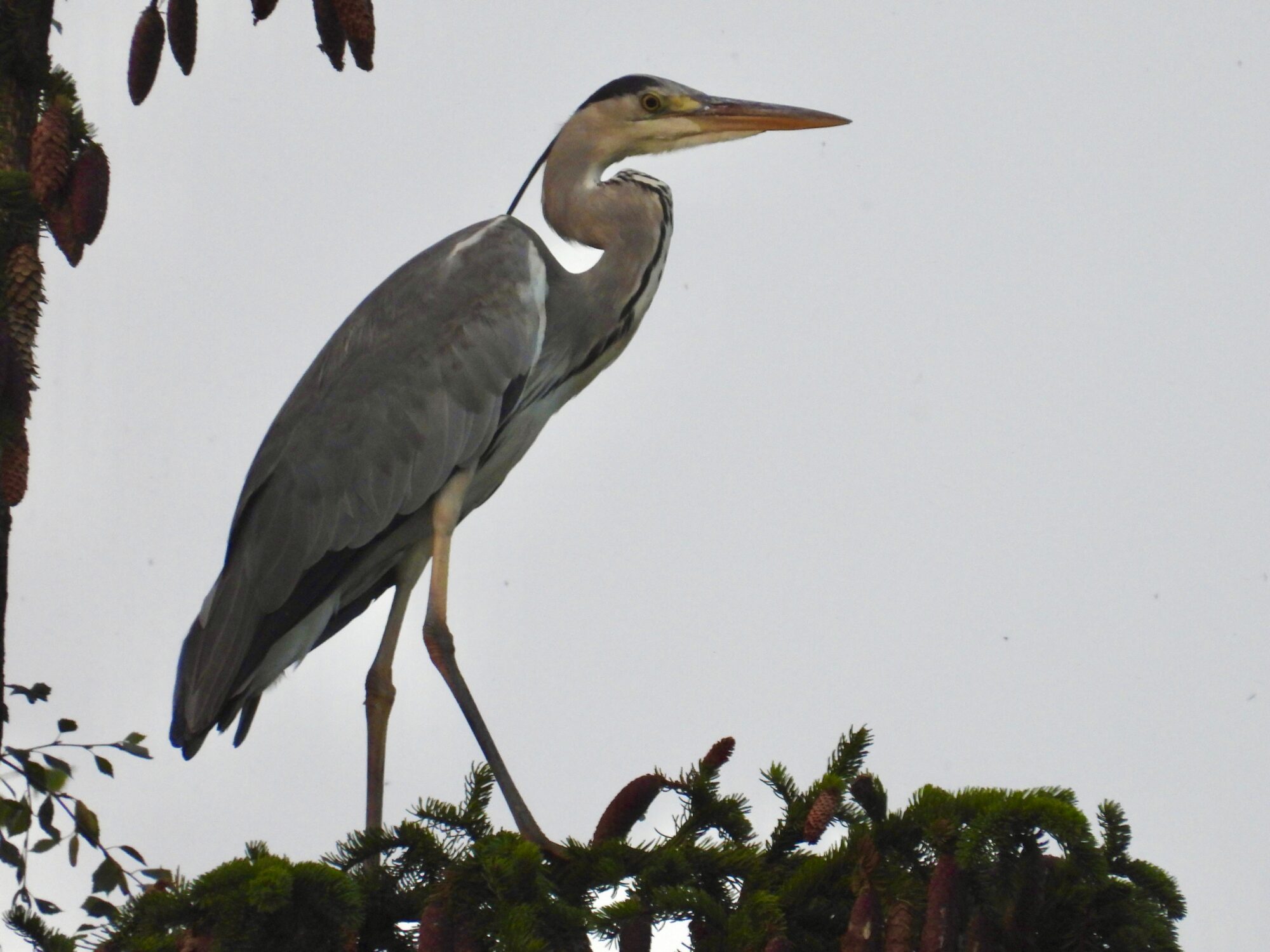 Valokuvaaja: Juhani Peltonen