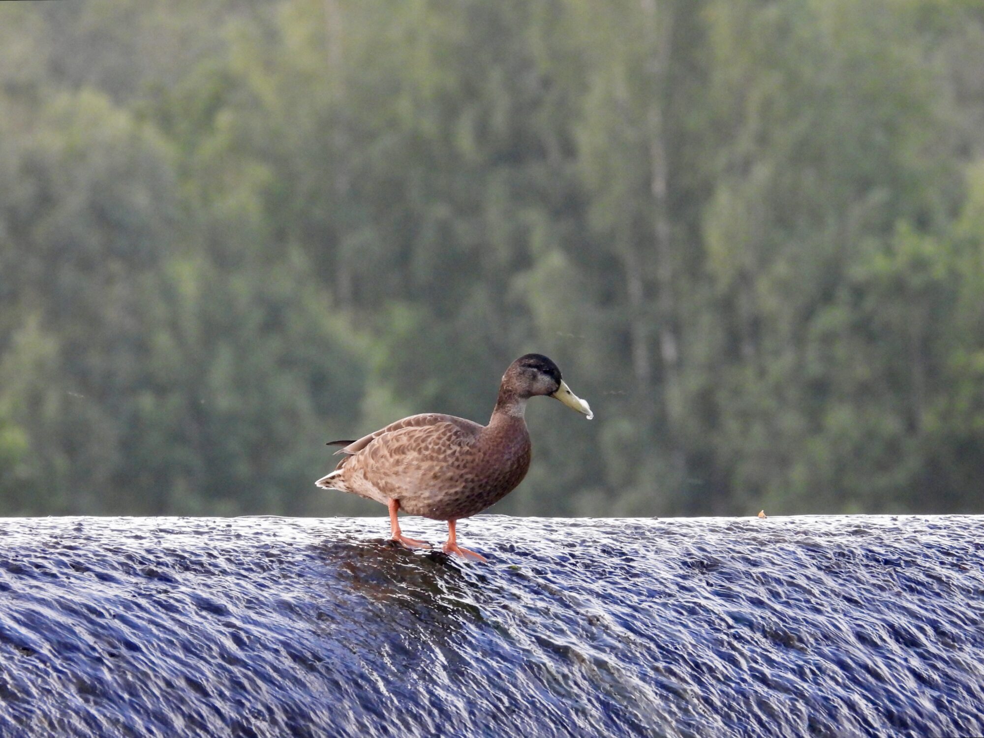 Valokuvaaja: Juhani Peltonen