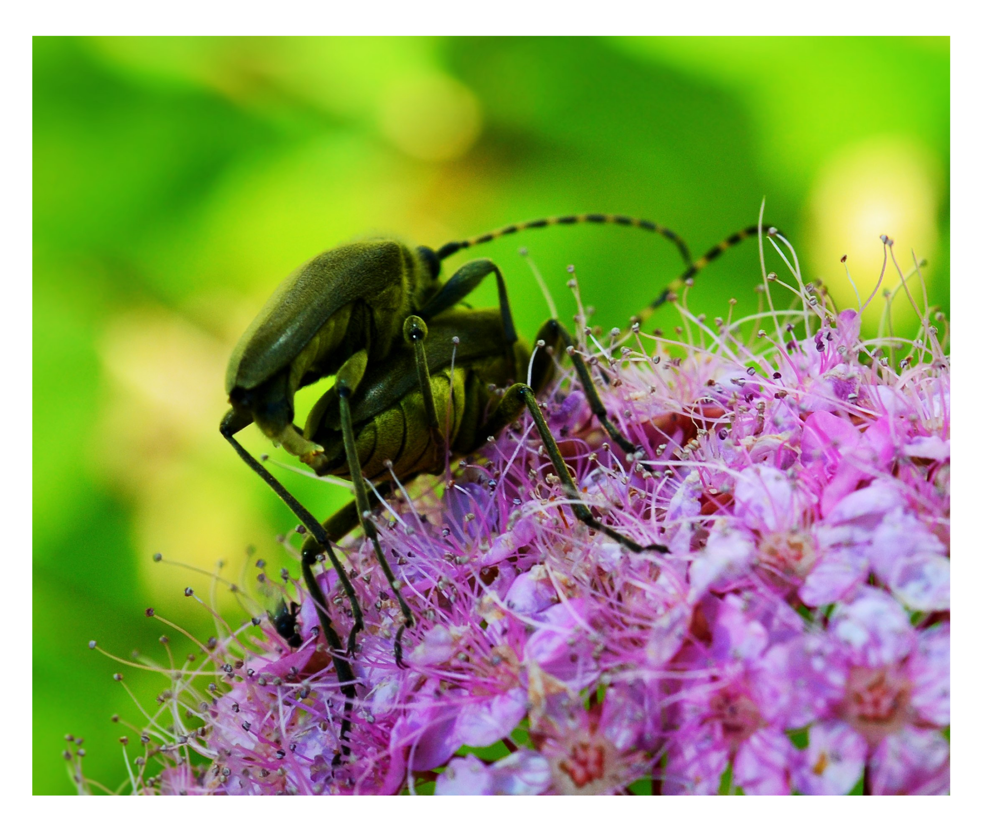 Valokuvaaja: Kristiina Naamanka