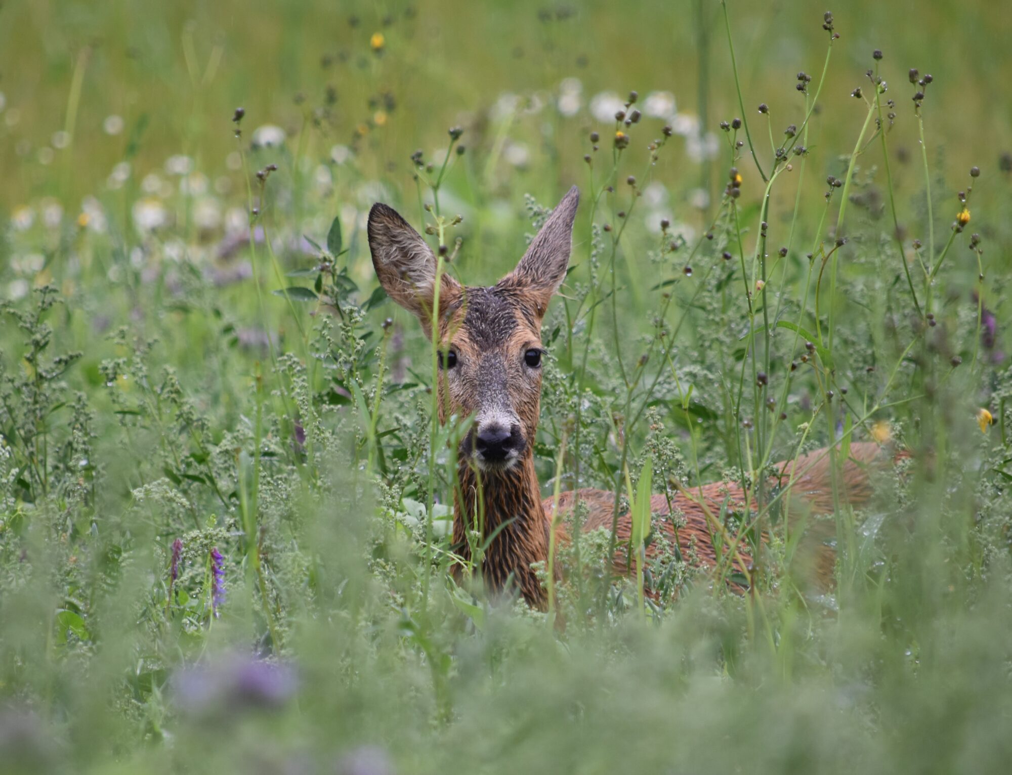 Valokuvaaja: Satu Välimaa