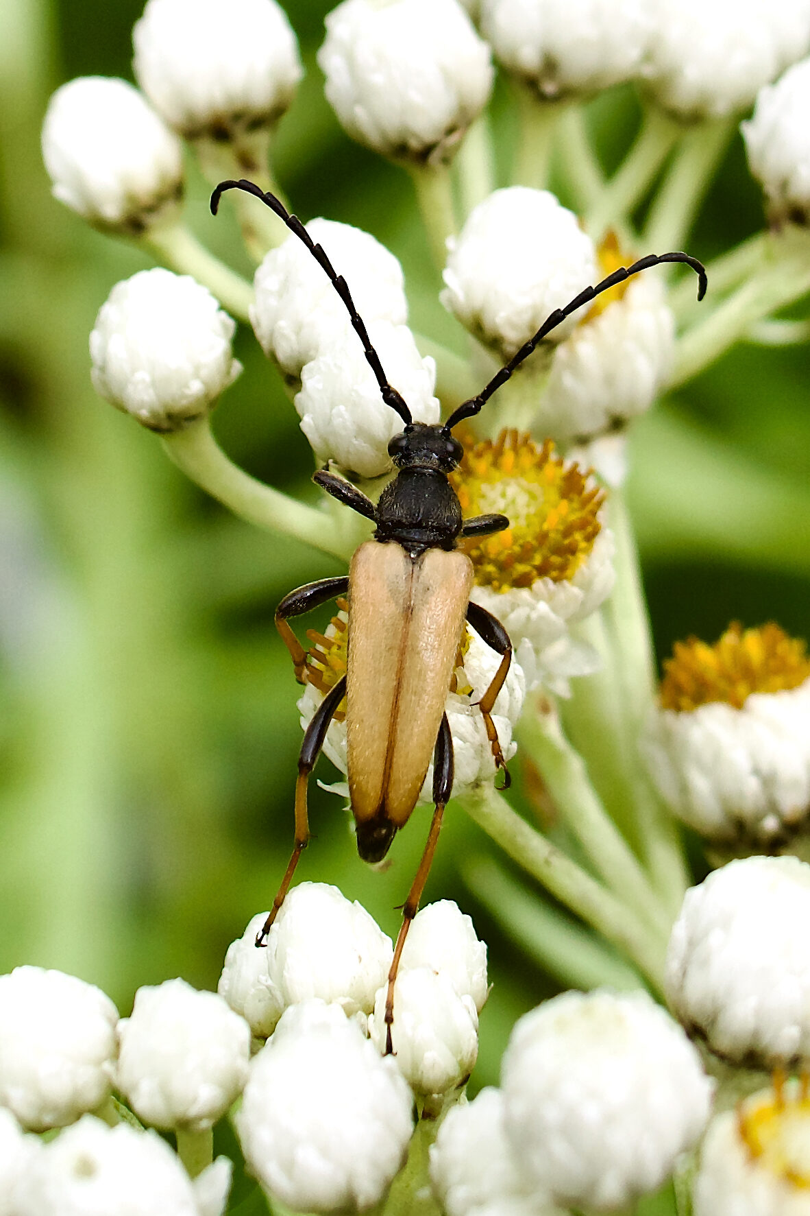Valokuvaaja: Lasse Rokka