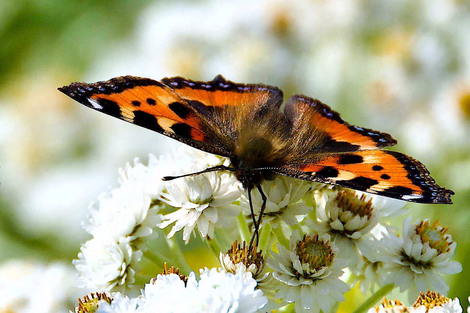 Valokuvaaja: Lasse Rokka