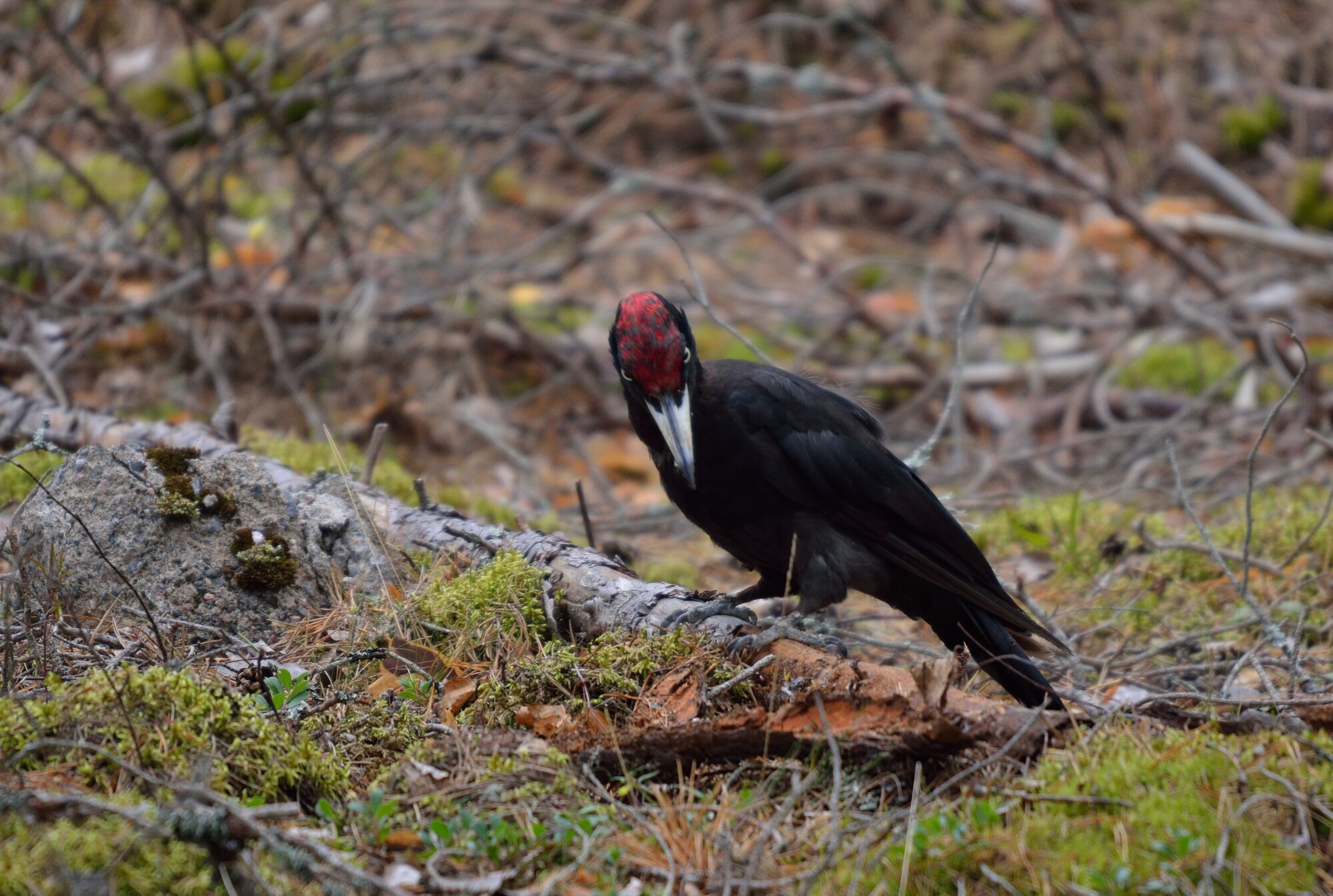 Valokuvaaja: Hannu Haapasaari