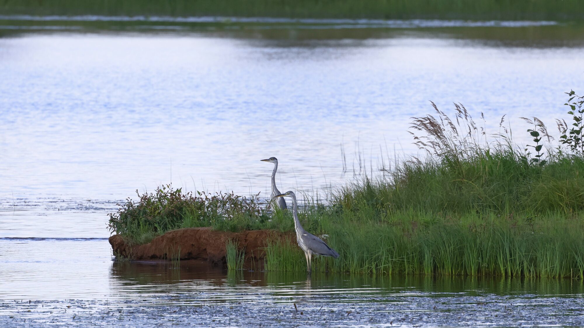 Valokuvaaja: TOMMI KUJALA
