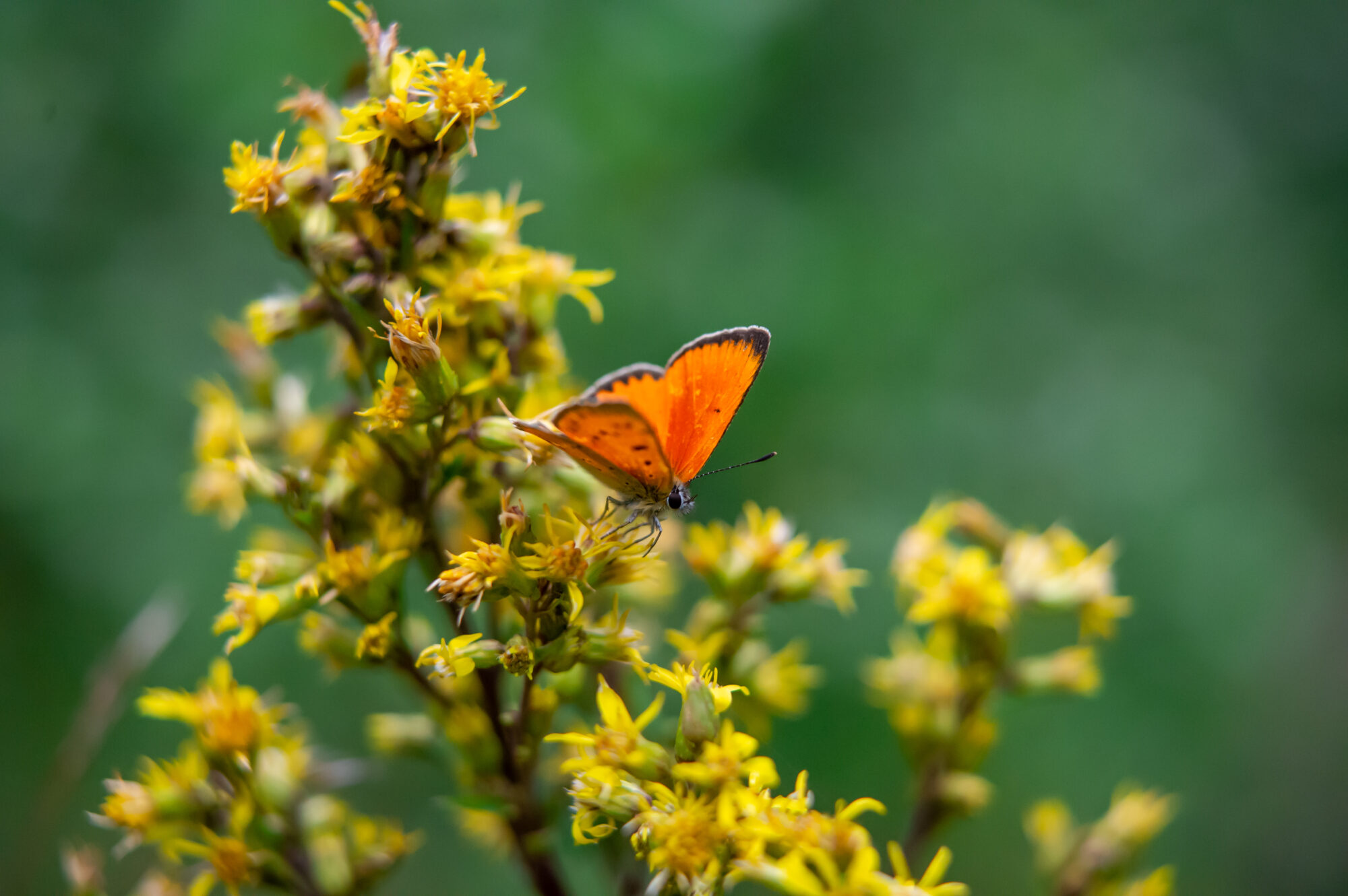 Valokuvaaja: Eveliina Sinkkonen