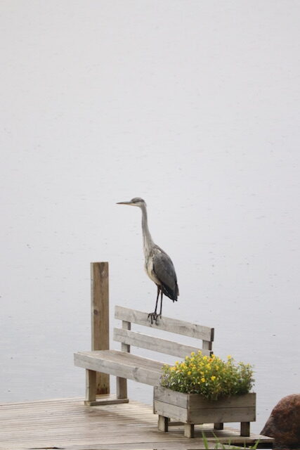 Valokuvaaja: Sirpa Järvelä