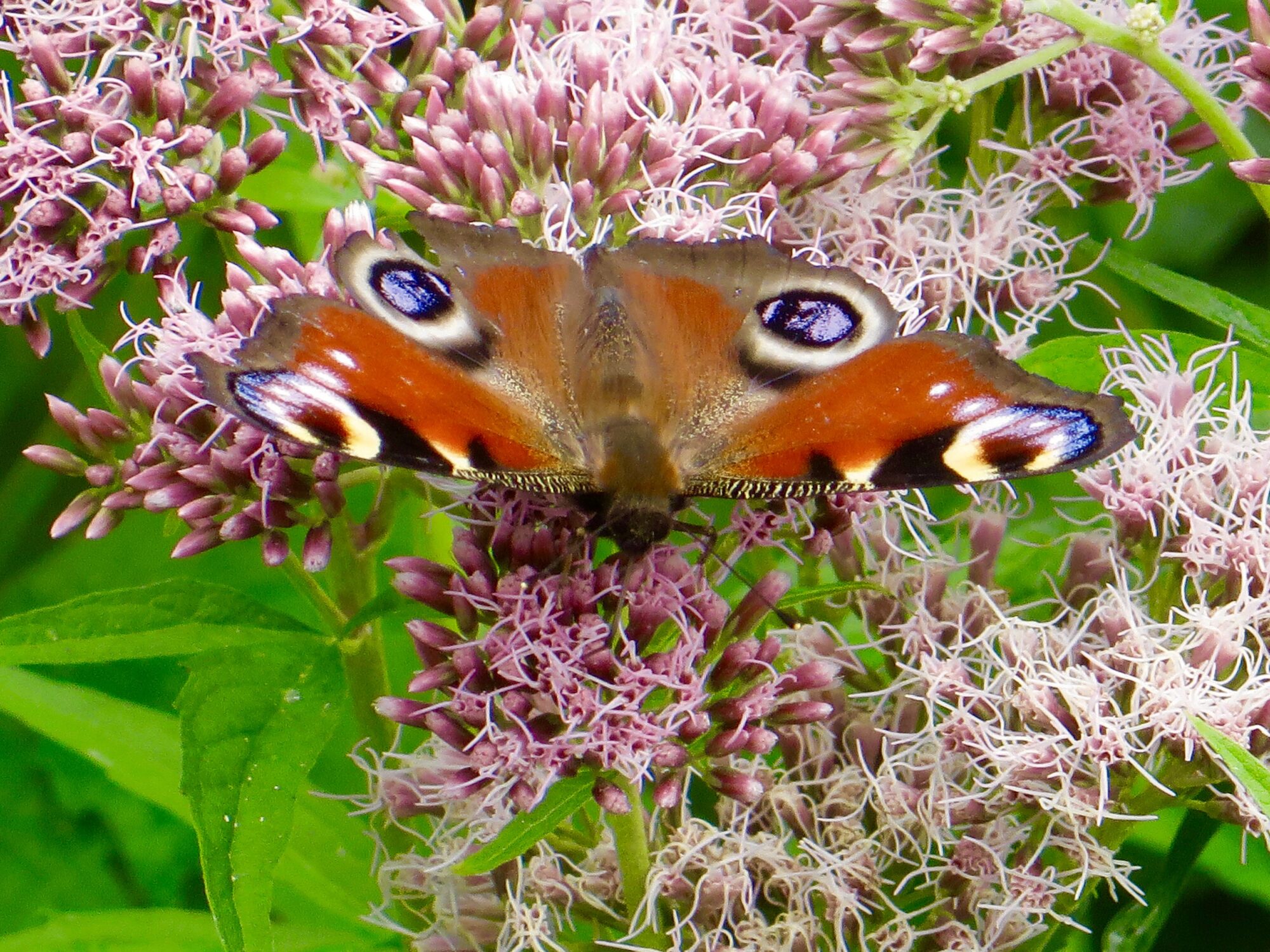 Valokuvaaja: Juhani Peltonen