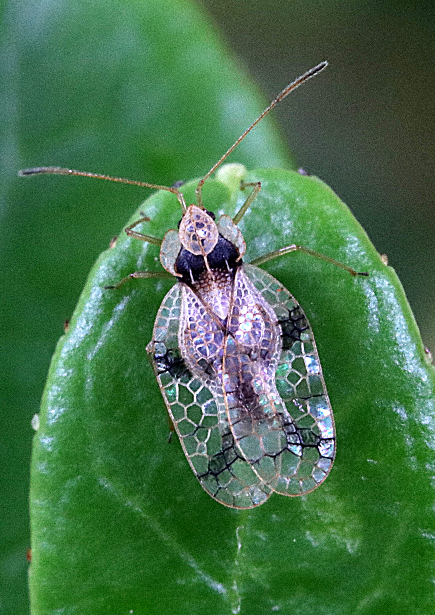 Valokuvaaja: Hannu Rasiranta