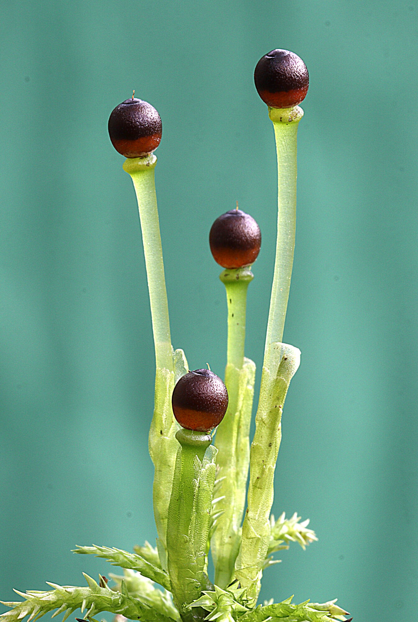 Valokuvaaja: Hannu Rasiranta Valokuvaaja: Hannu Rasiranta