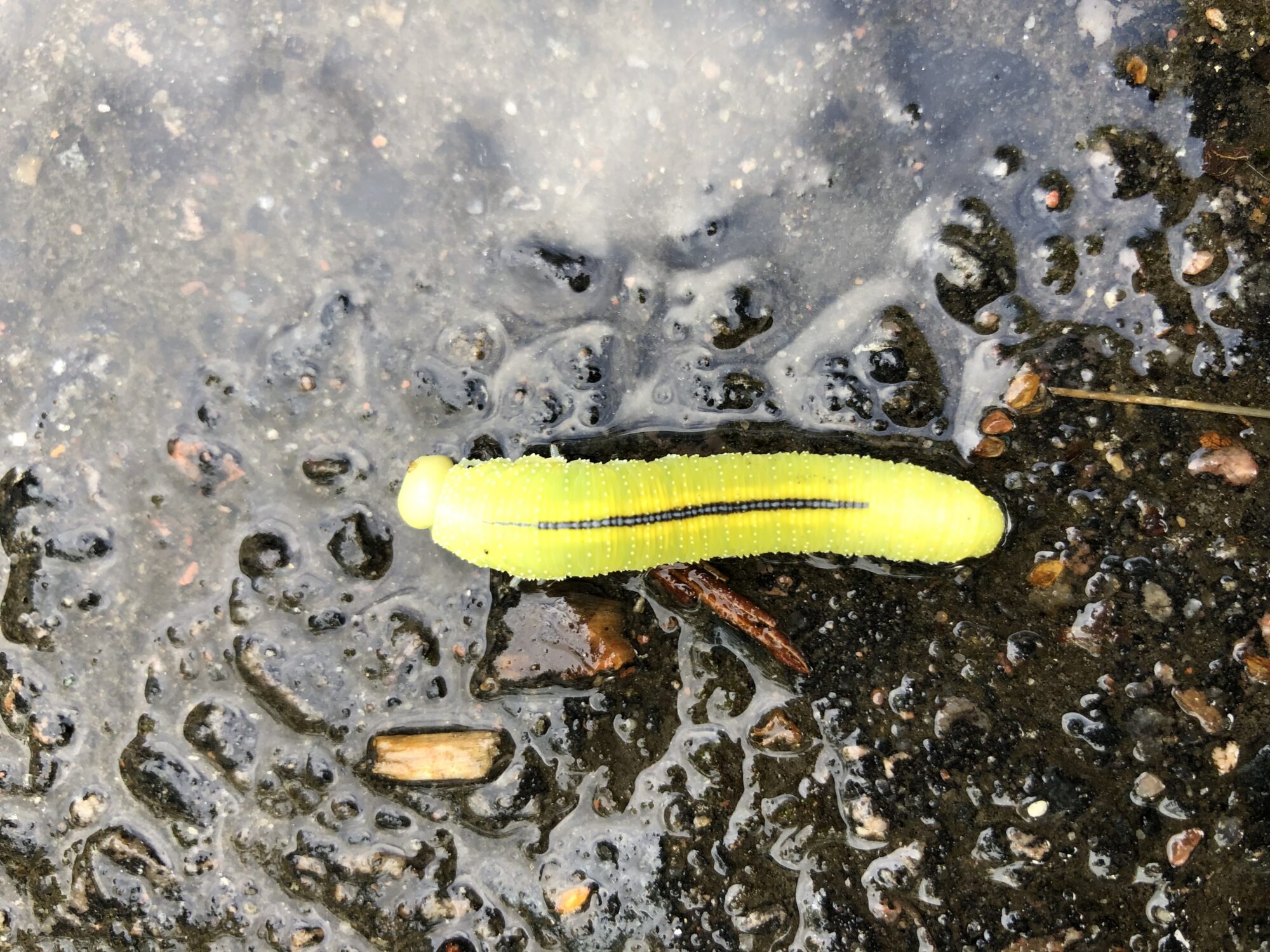 Valokuvaaja: Inga Sallinen Valokuvaaja: Inga Sallinen