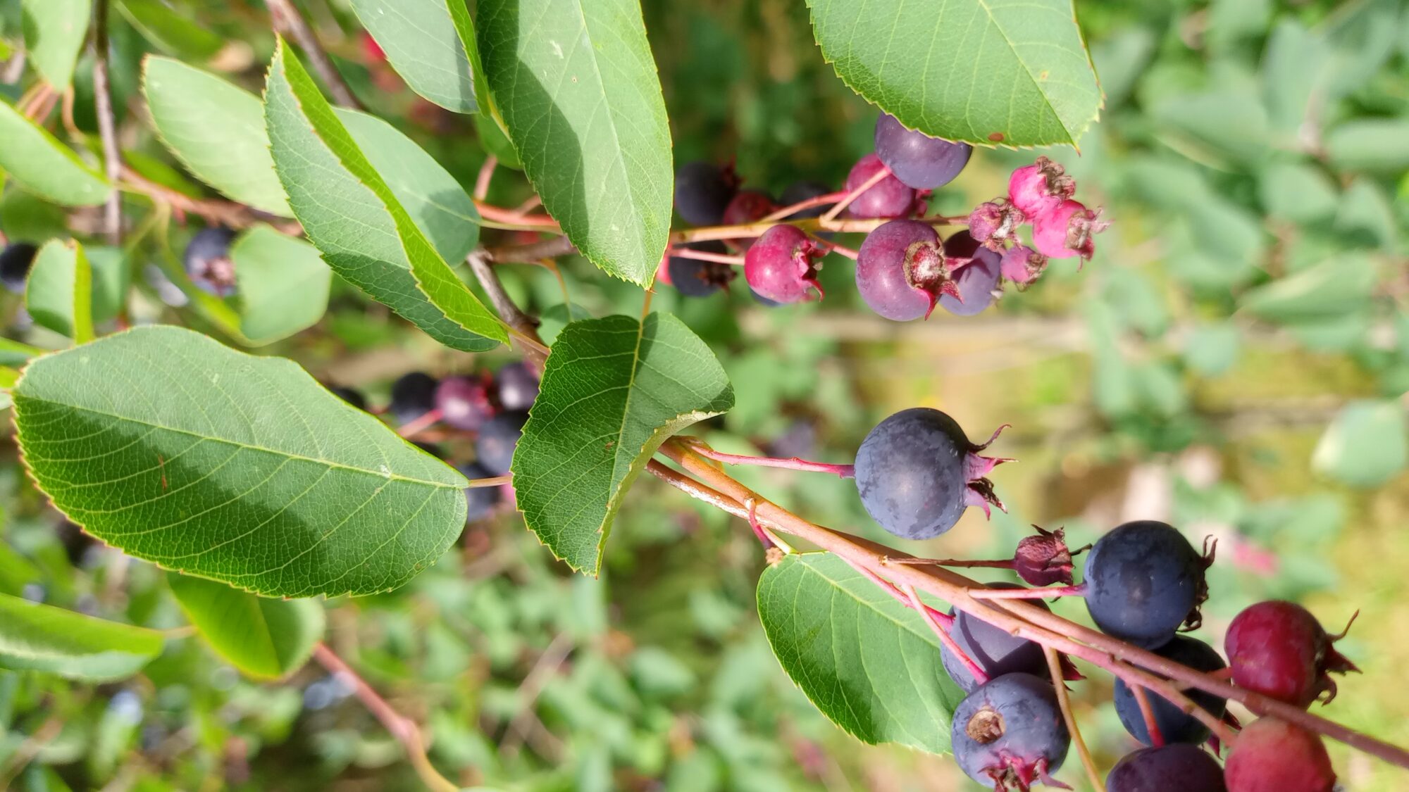 Valokuvaaja: Heli Lehtonen