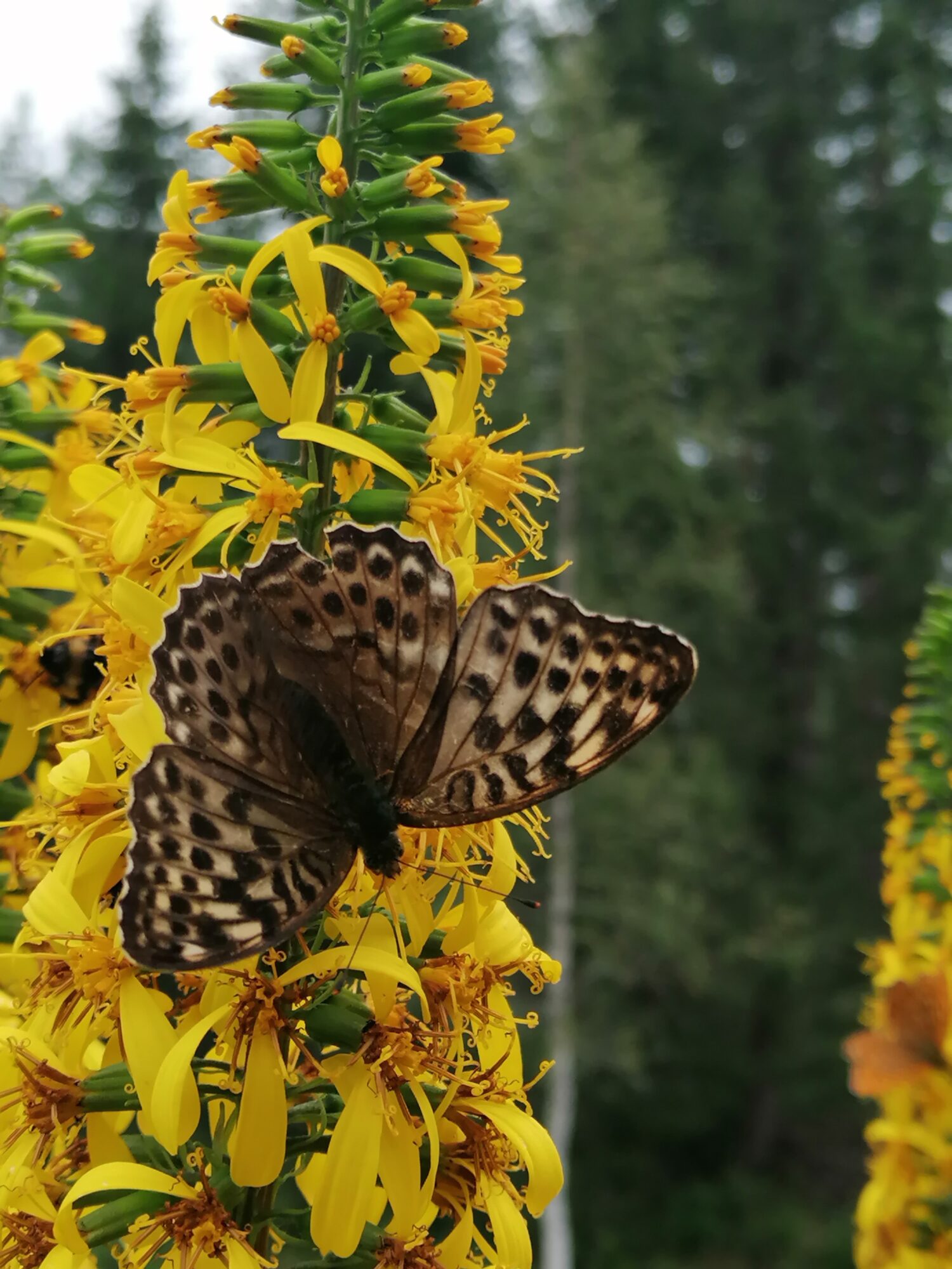 Valokuvaaja: Virve Makkonen