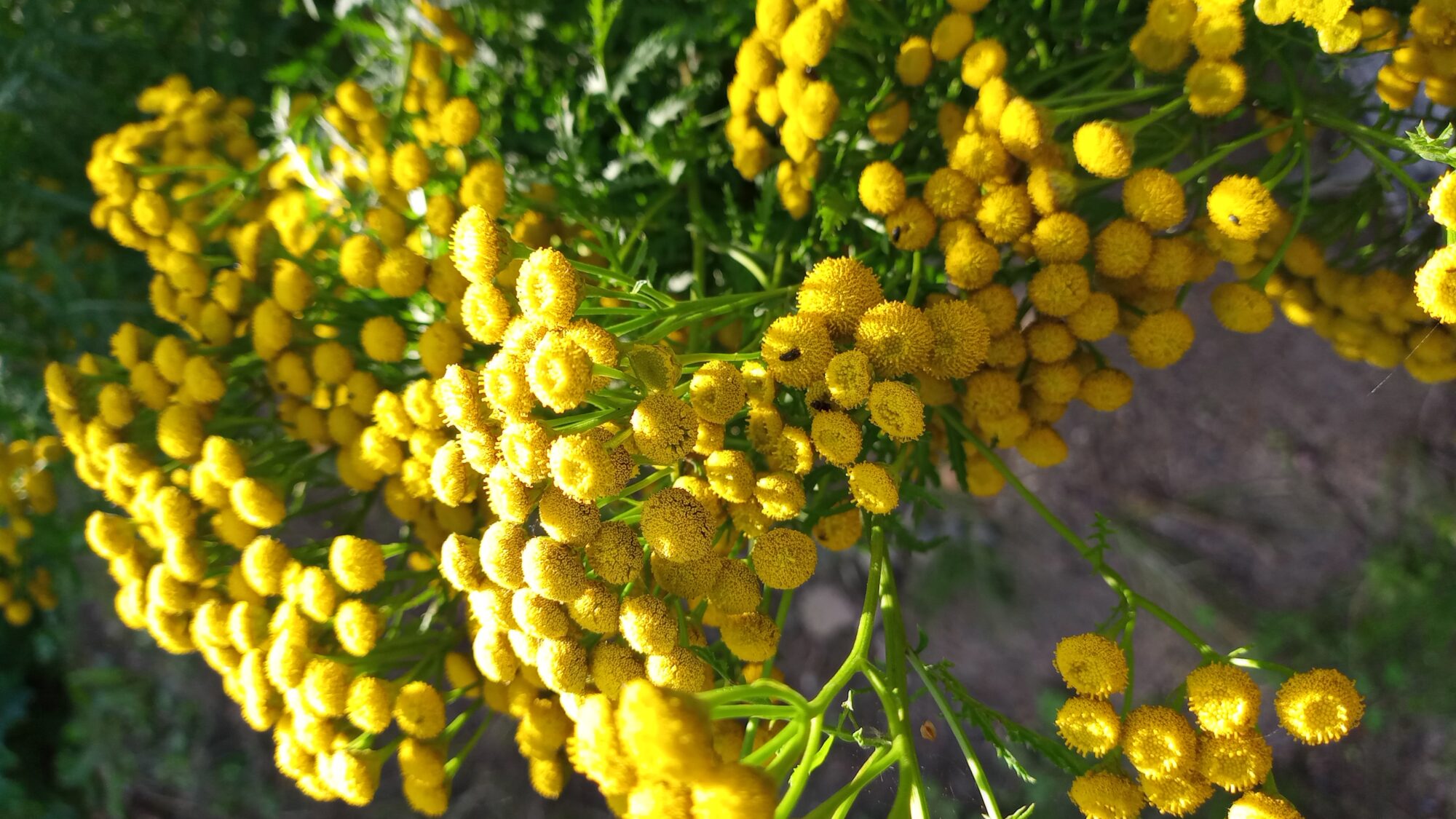 Valokuvaaja: Heli Lehtonen