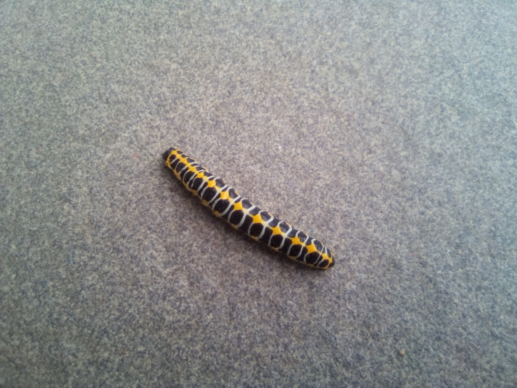 Valokuvaaja: Toni hämäläinen