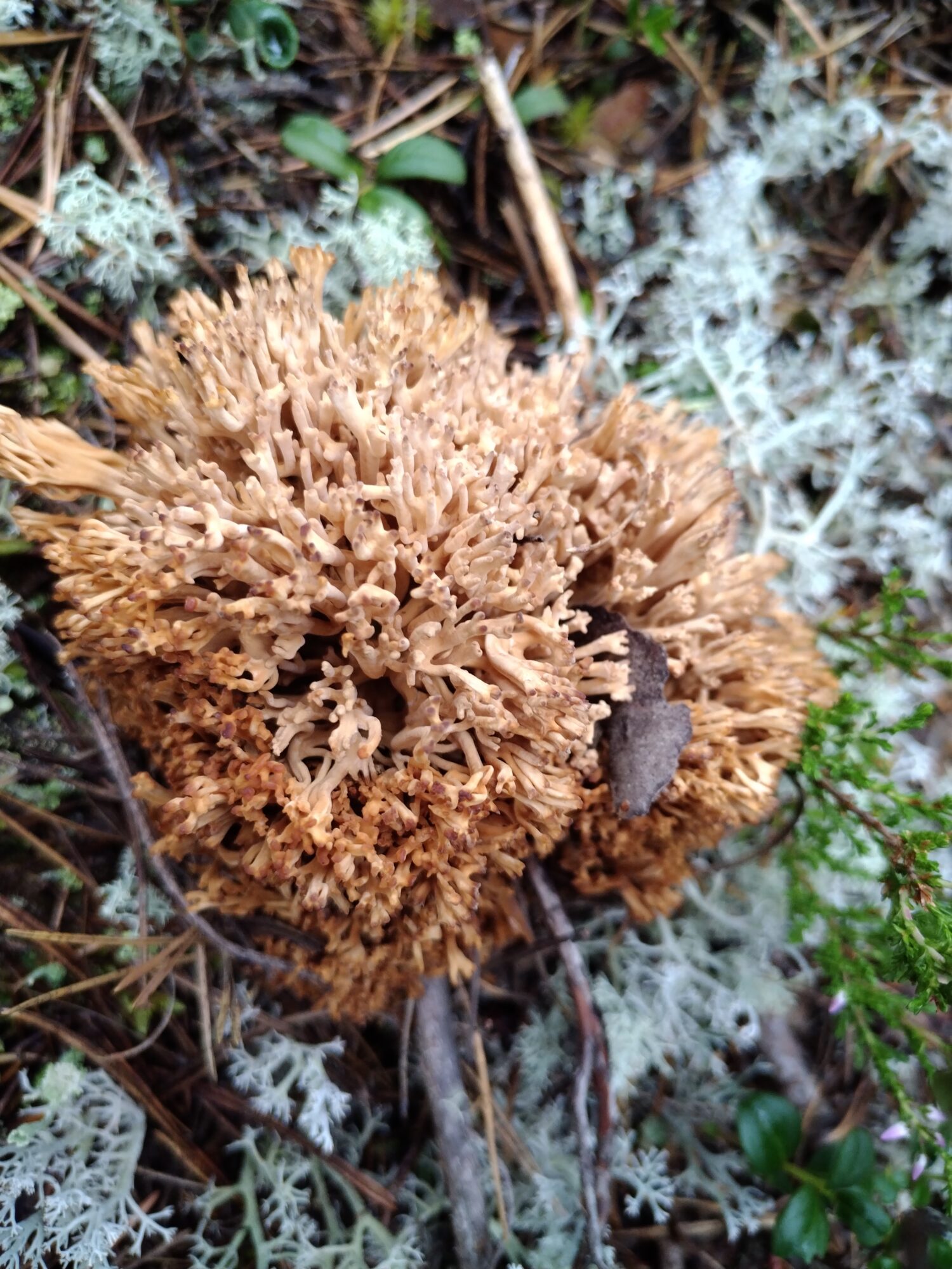 Valokuvaaja: Riina Ruuskanen