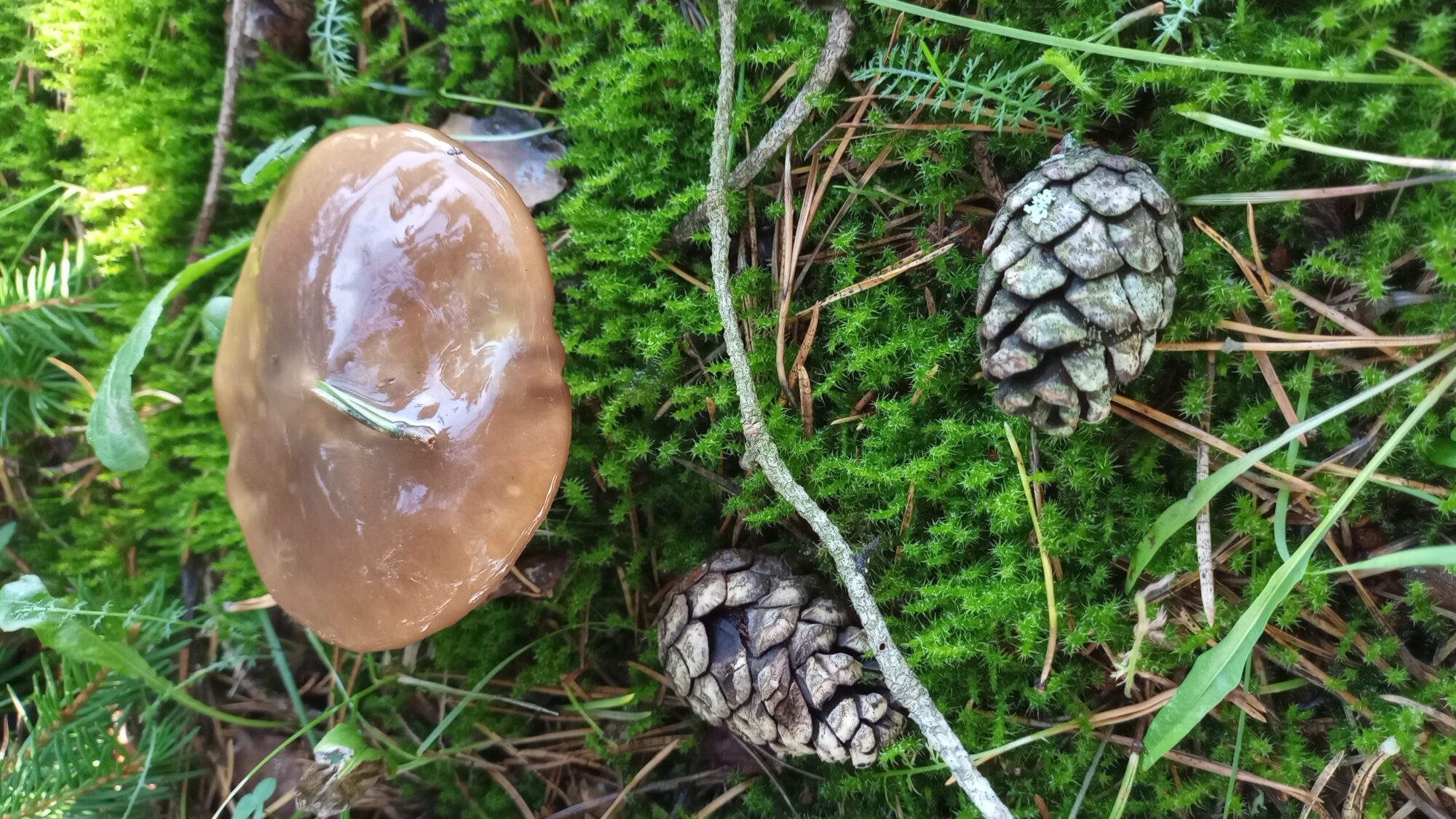 Valokuvaaja: Heli Lehtonen